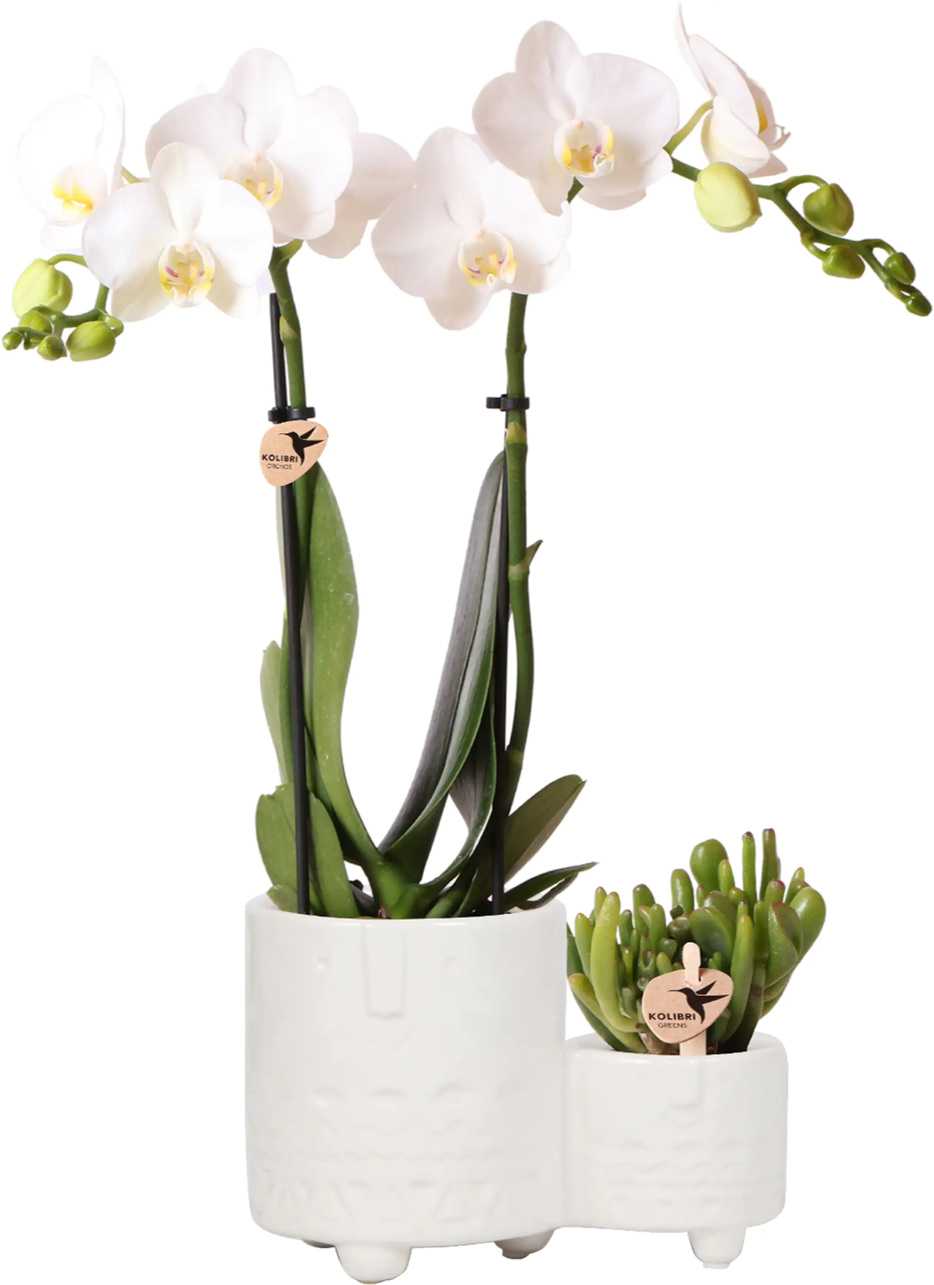 Schmetterlingsorchidee mit Sukkulente in 18 cm Keramiktopf ca. 40 cm hoch