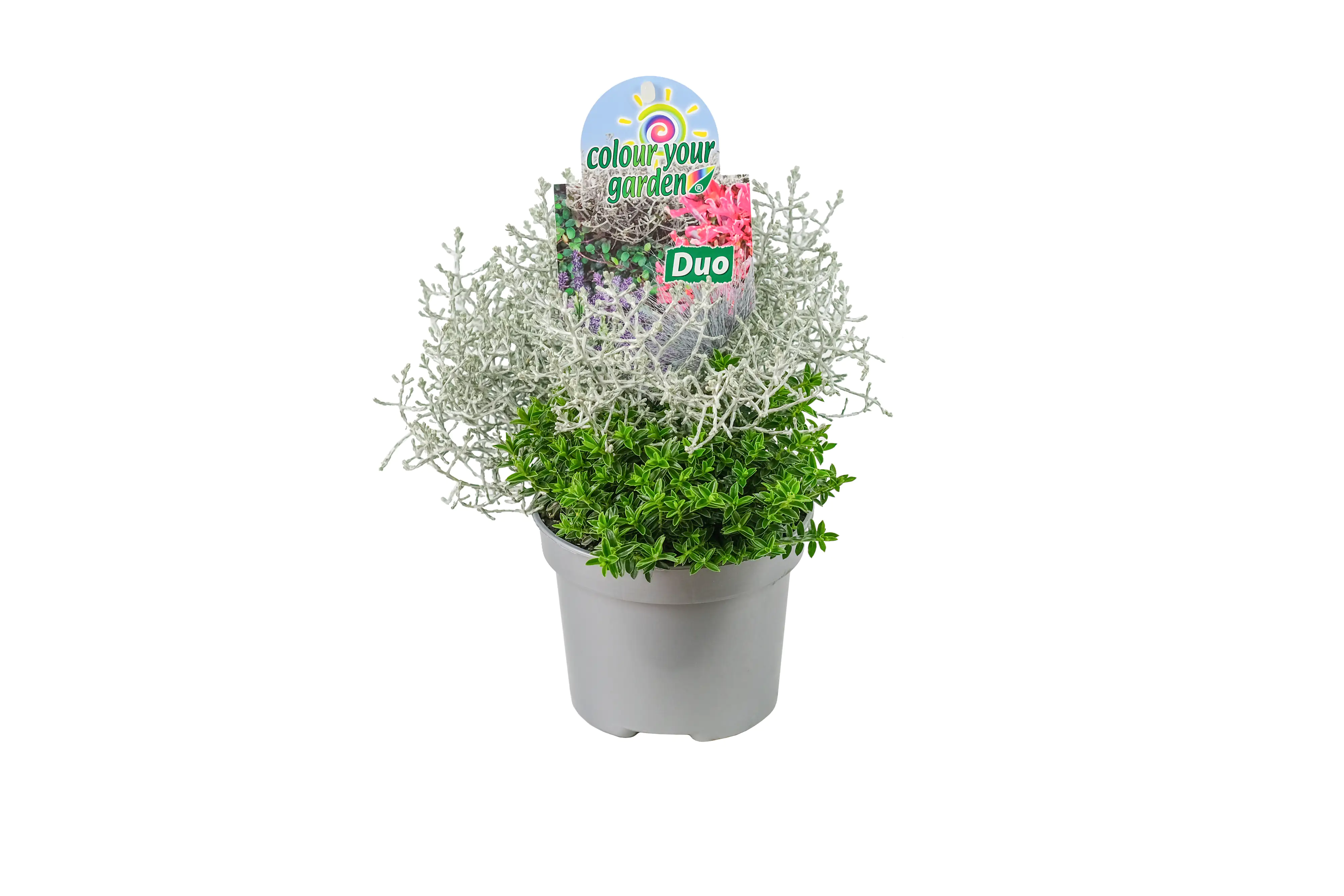 Herbstpflanzen - Duo 13 cm Topf