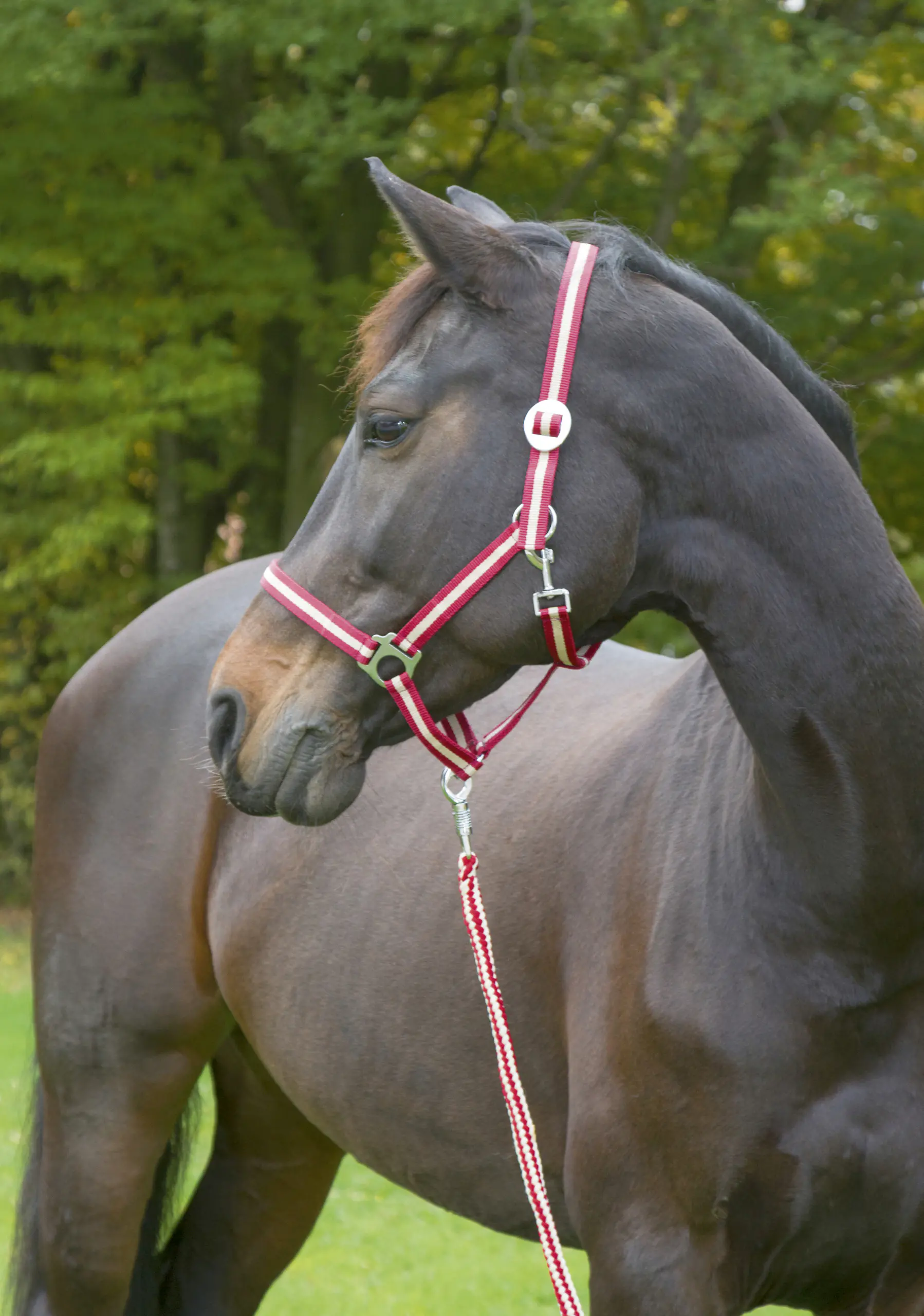 Kerbl Pferde-Halfter Hippo bordeaux/beige