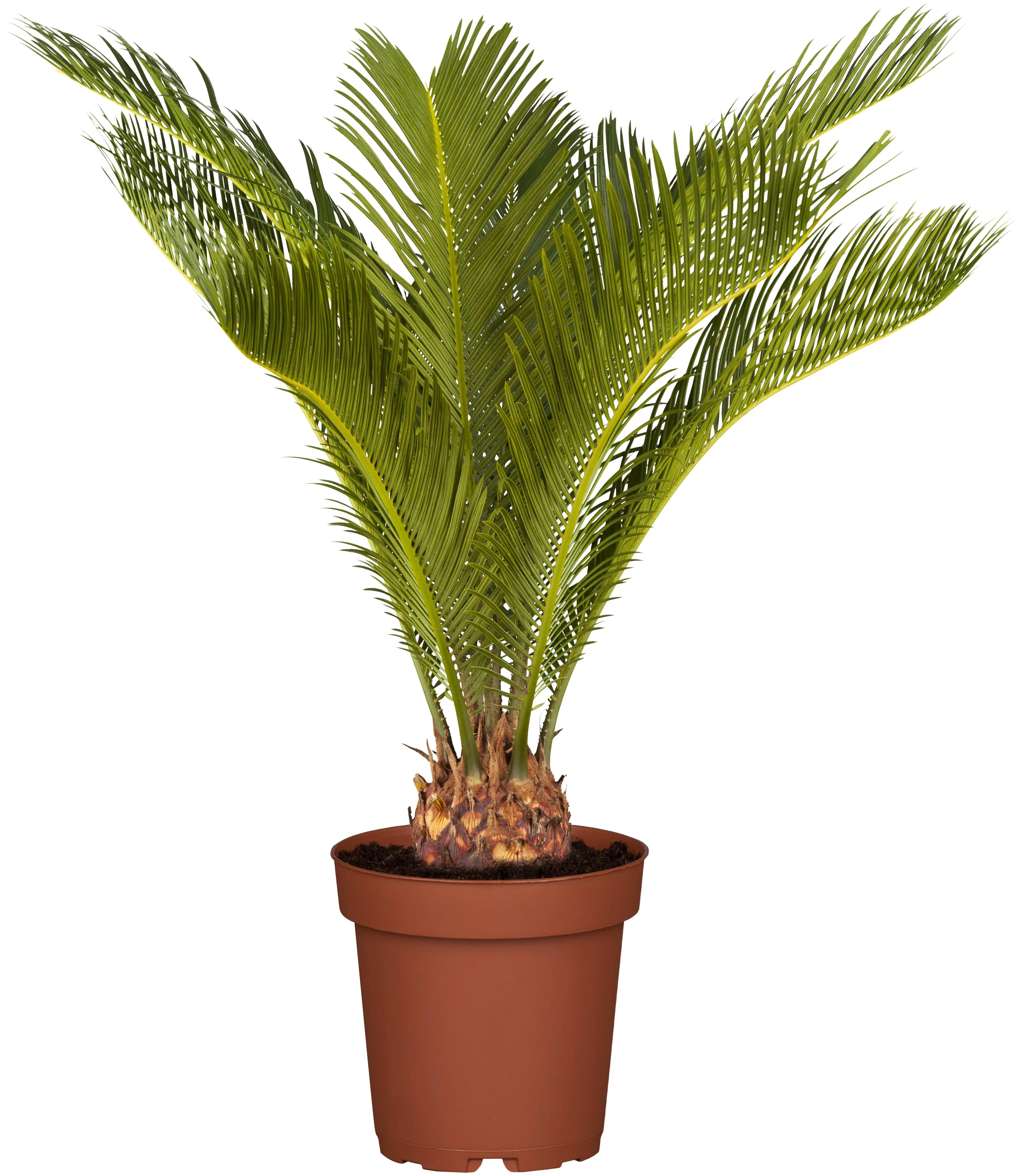 Palmfarn Cycas Revoluta H ca. 50 cm 19 cm Topf