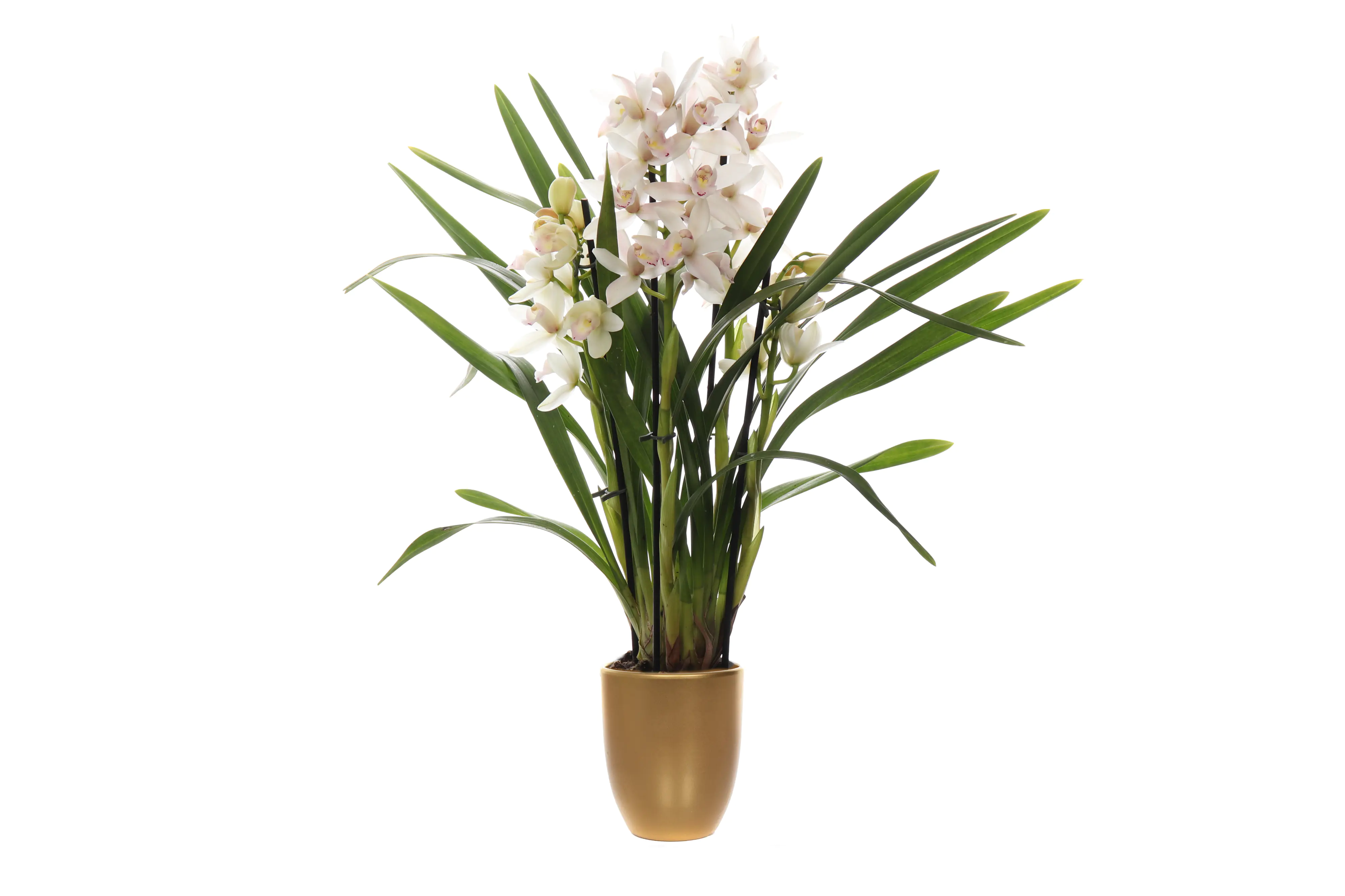 Orchidee, Cymbidium im Hugo X-Mas 12 cm Keramiktopf