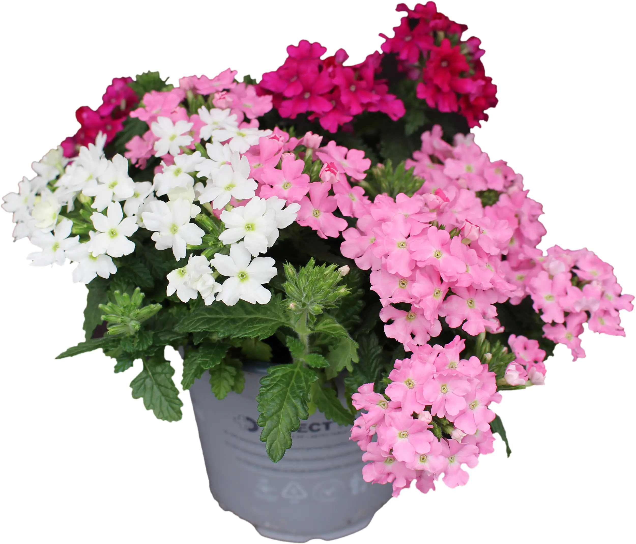 Verbena Eisenkraut dreifarbig 12 cm 