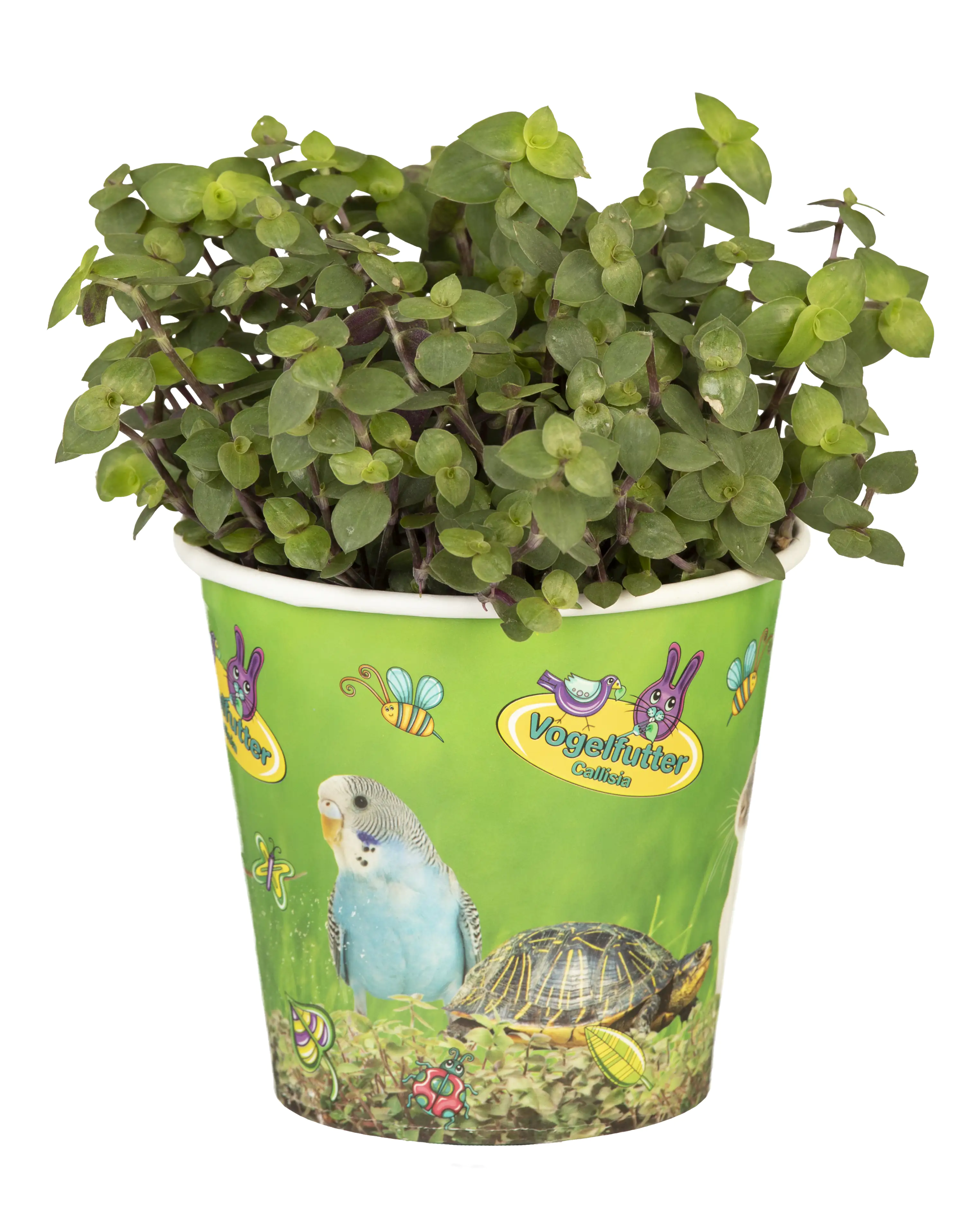 Kriechendes Schönpolster Callisia H 17 cm 12 cm Topf