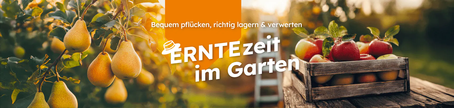 „Bequem pflücken, richtig lagern & verwerten – ERNTEzeit im Garten“ mit Birnen am Baum und Äpfeln in einer Holzkiste im Garten.