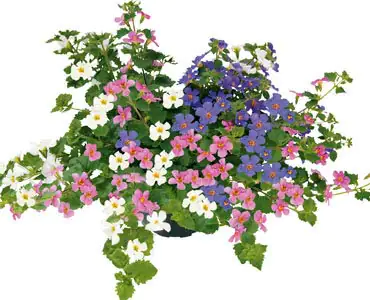 Schneeflockenblume Sutera 13 cm Topf 