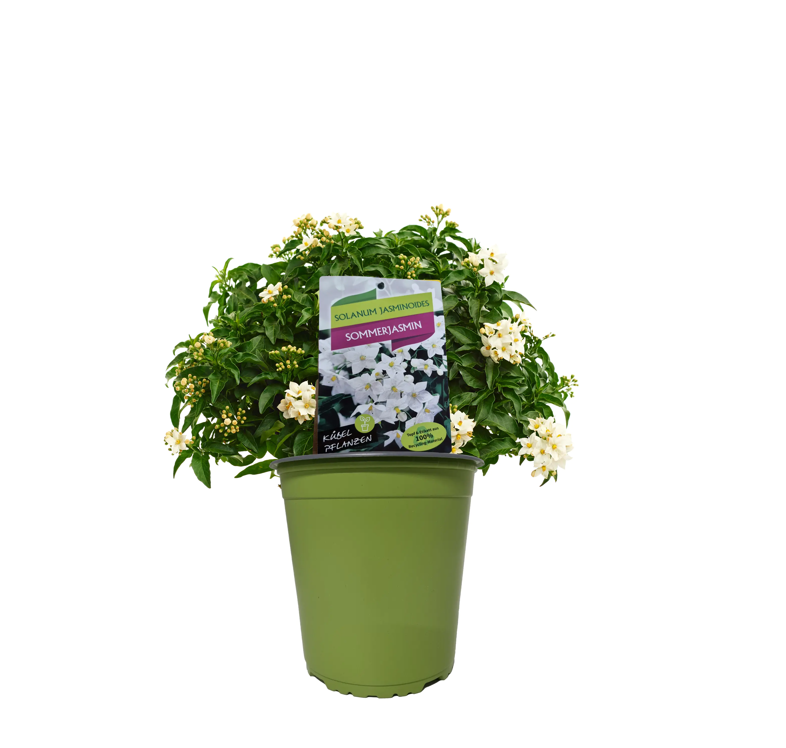 Sommerflor Kübelpflanzen Busch 19 cm