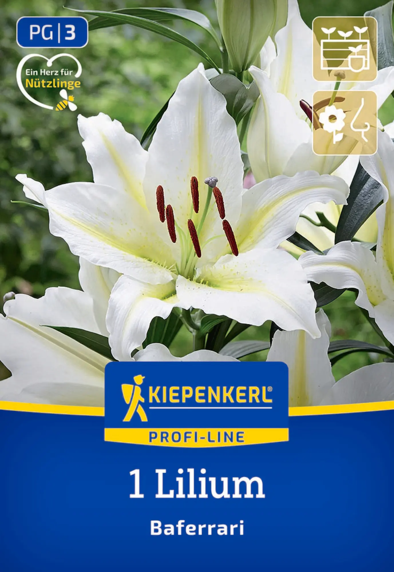 Kiepenkerl Profi-Line Frühjahrsblumenzwiebel Oriental-Lilie Baferrari 1 Stück