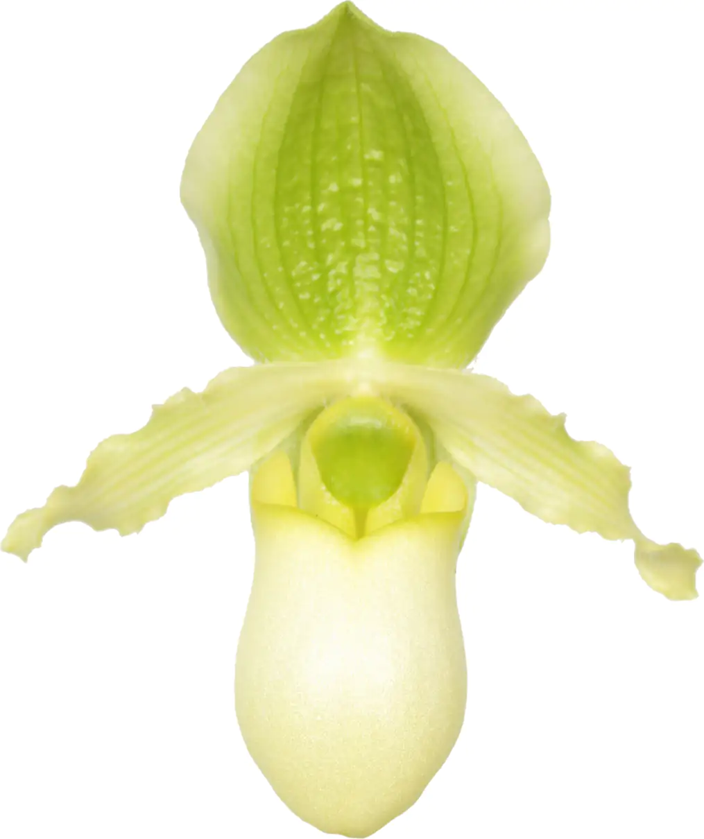 Frauenschuh Paphiopedilum Pinocchio H ca 40 cm 12 cm Topf Frauenschuh Paphiopedilum Pinocchio H ca 40 cm 12 cm Topf