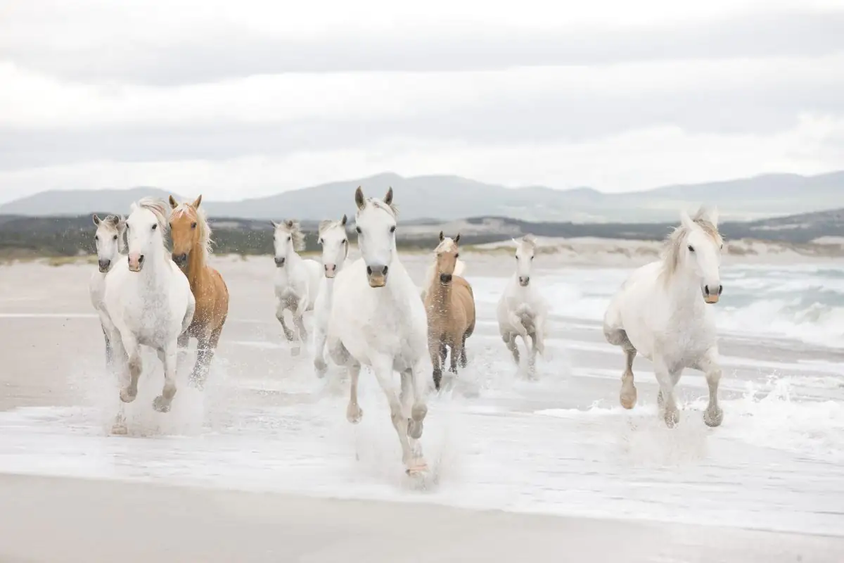 4036834089863 Komar Fototapete White Horses 368 x 254 cm