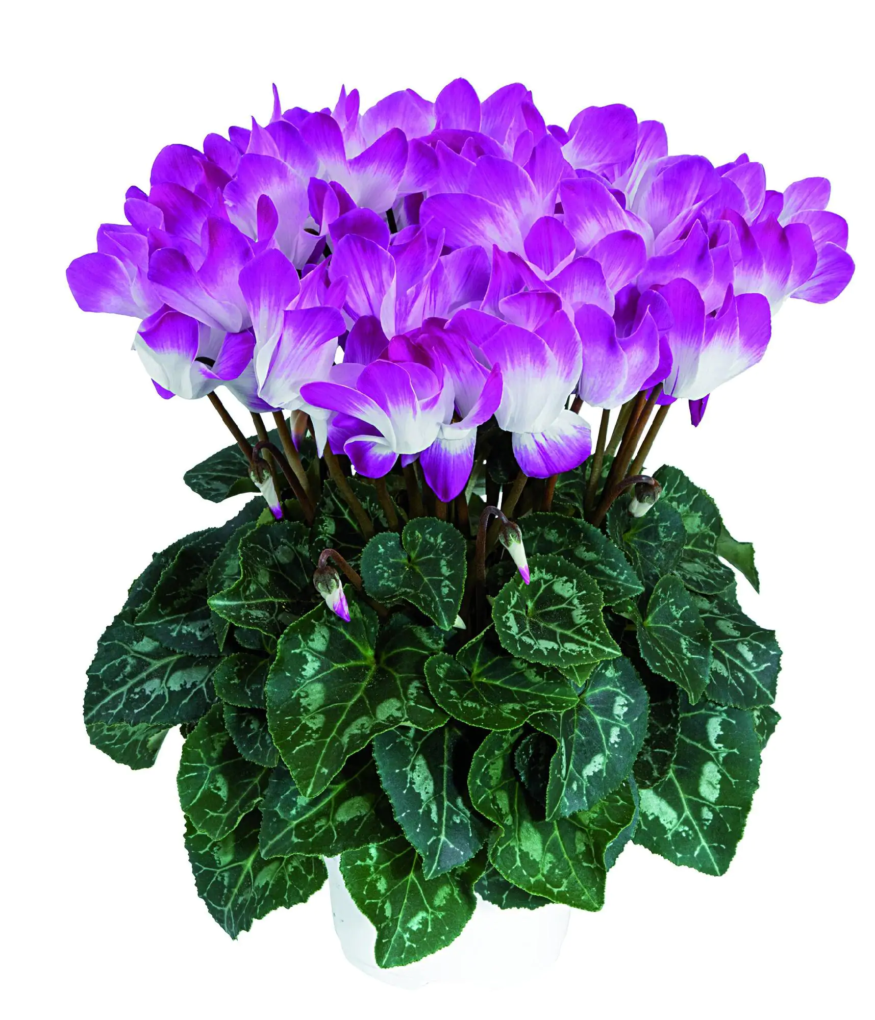 Alpenveilchen Cyclame Indiaka 12 cm Topf