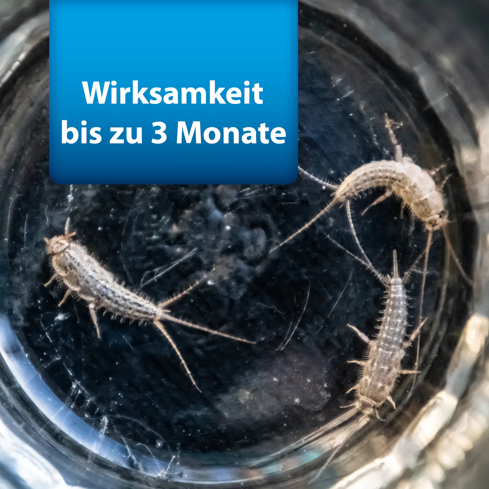 Ardap Pro Silberfischchenköderdose 4 Stück