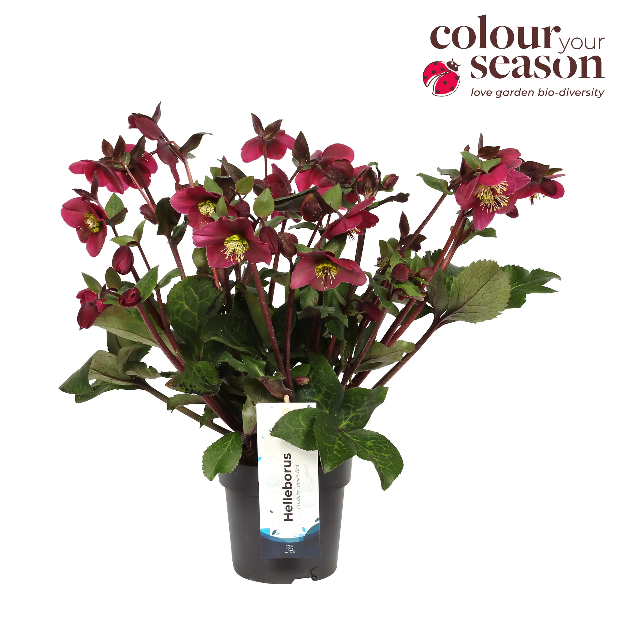 Lenzrose Helleborus orientalis 50 cm hoch, 15 cm Topf kaufen Globus