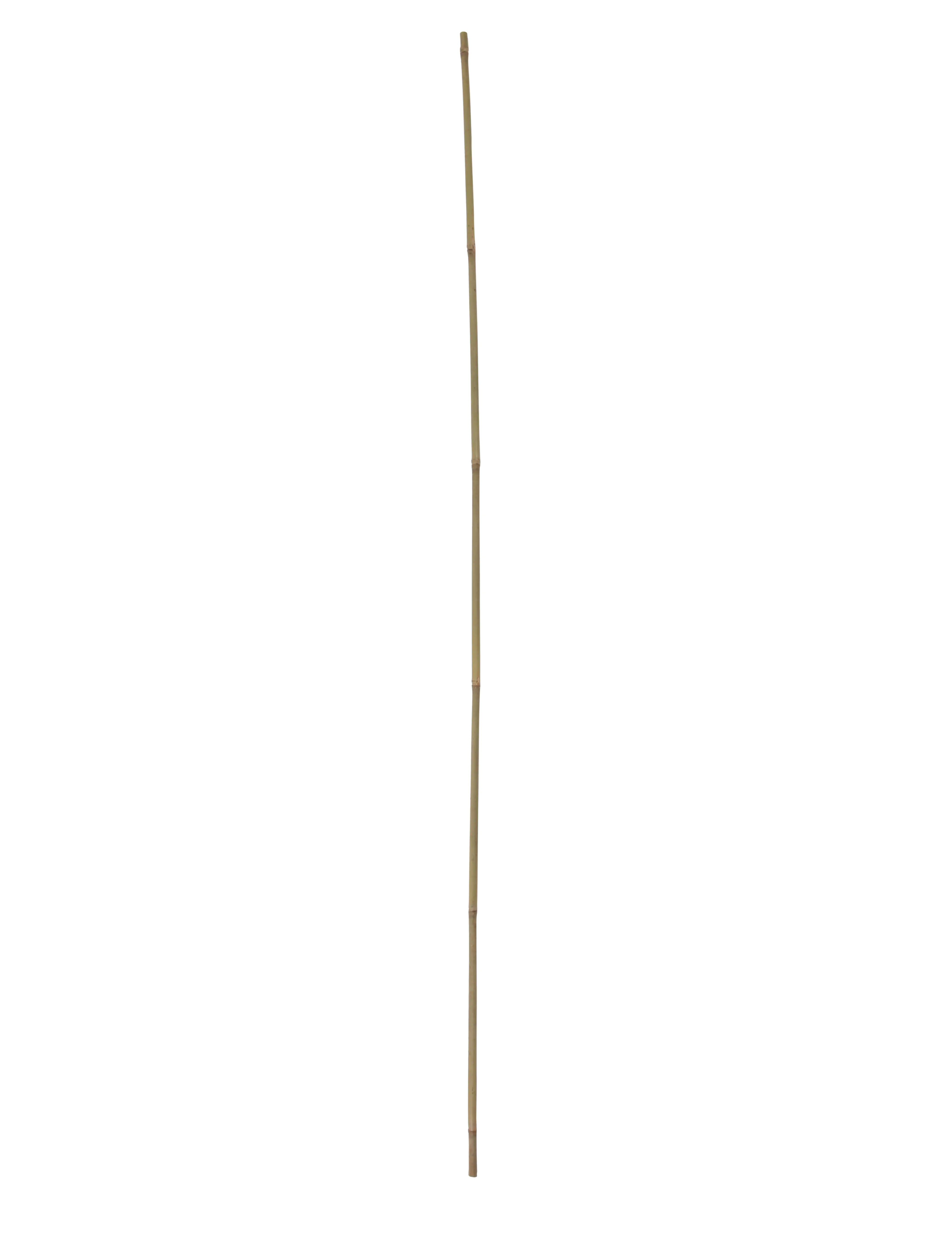 Floraworld Tonkinstab Classic 120cm 120 cm Floraworld Tonkinstab Classic 120cm 120 cm