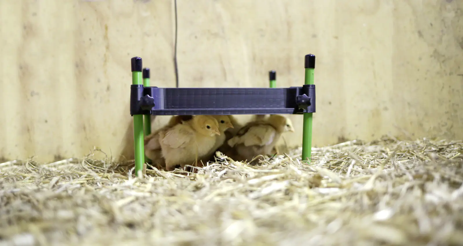 Kerbl Wärmeplatte CosyHeat 30x30 cm 24 V schwarz grün