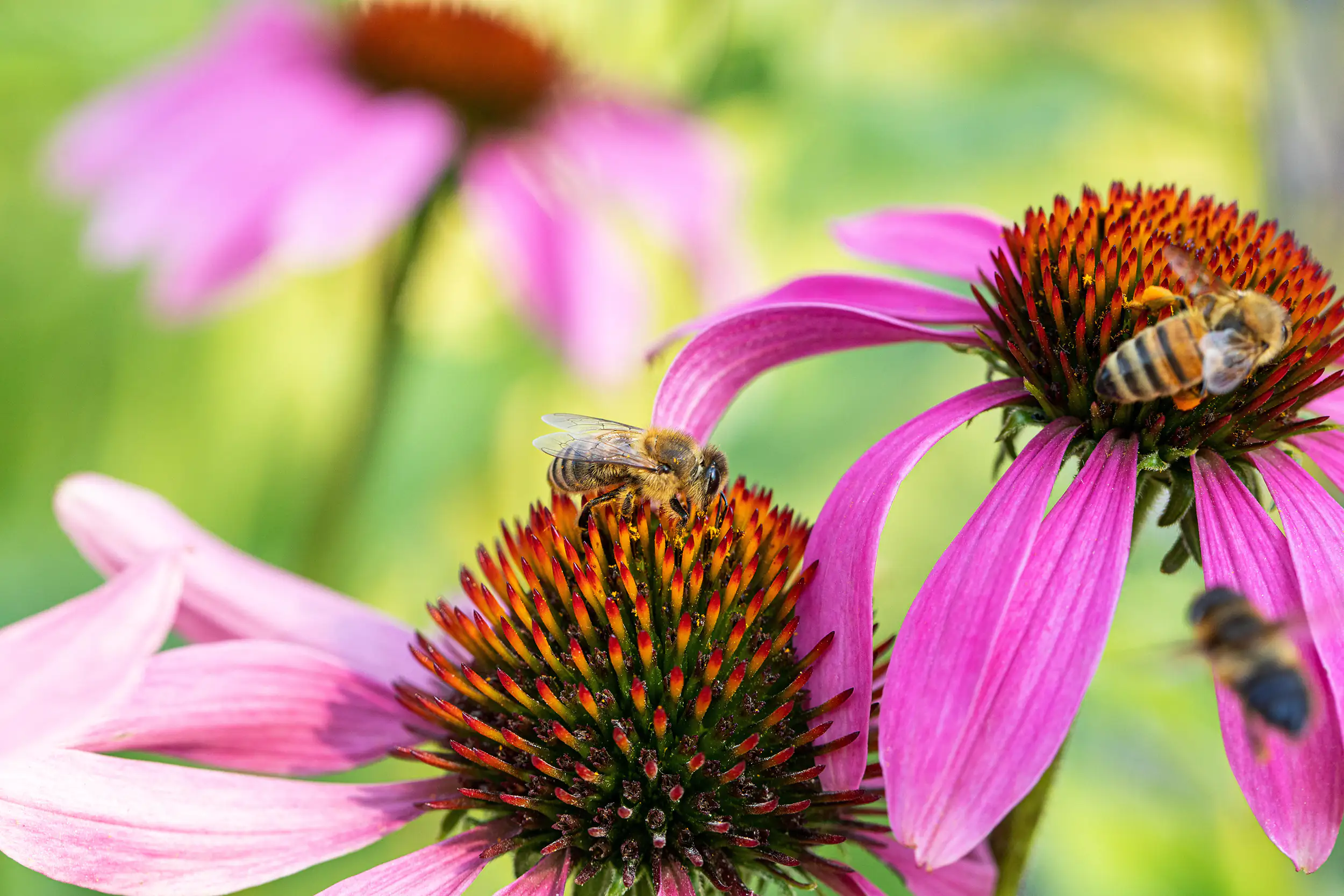 Purpur Sonnenhut Echinacea 23 cm Topf