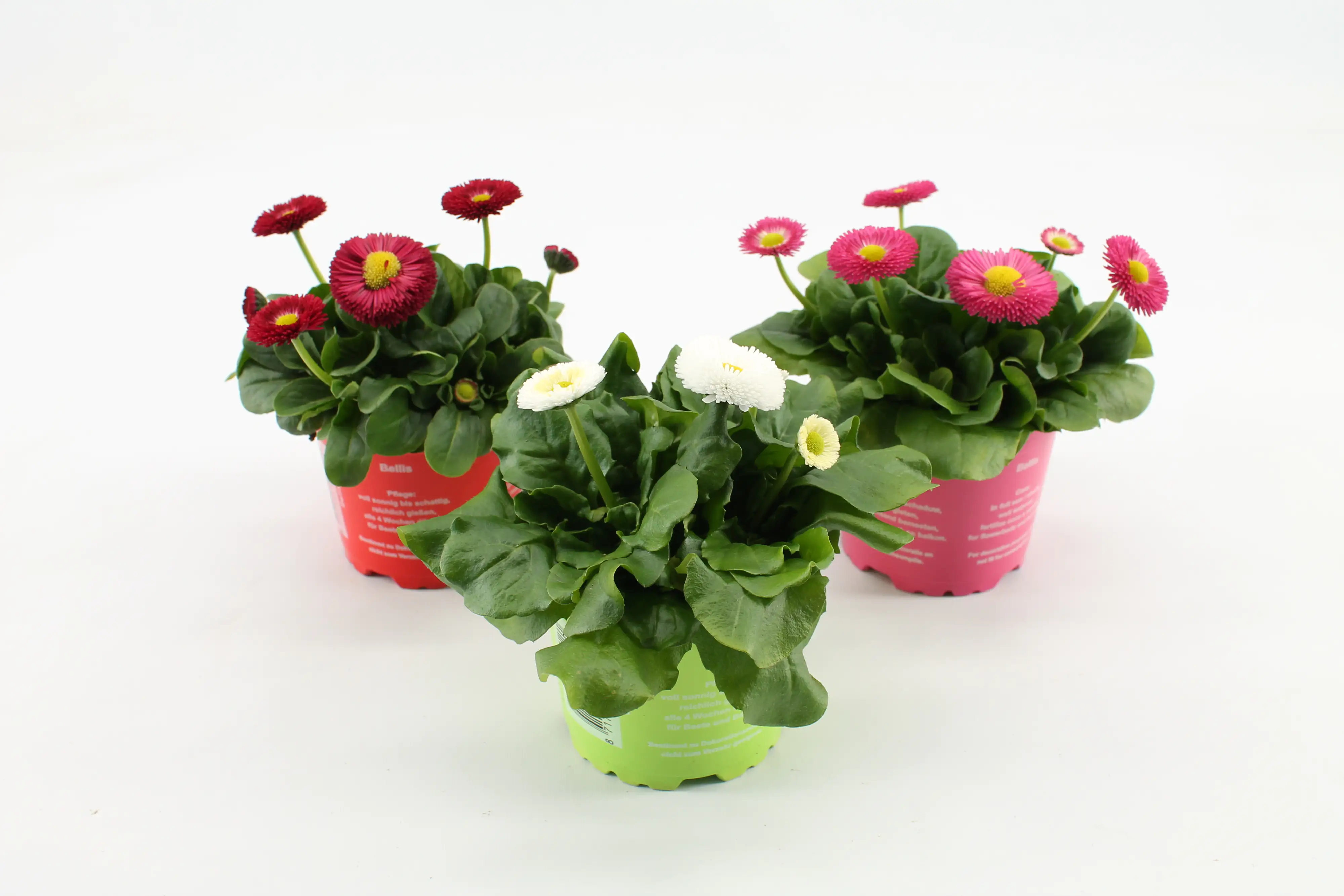 Gänseblümchen Bellis H ca 12 cm 10,5 cm Topf Gänseblümchen Bellis H ca 12 cm 10,5 cm Topf