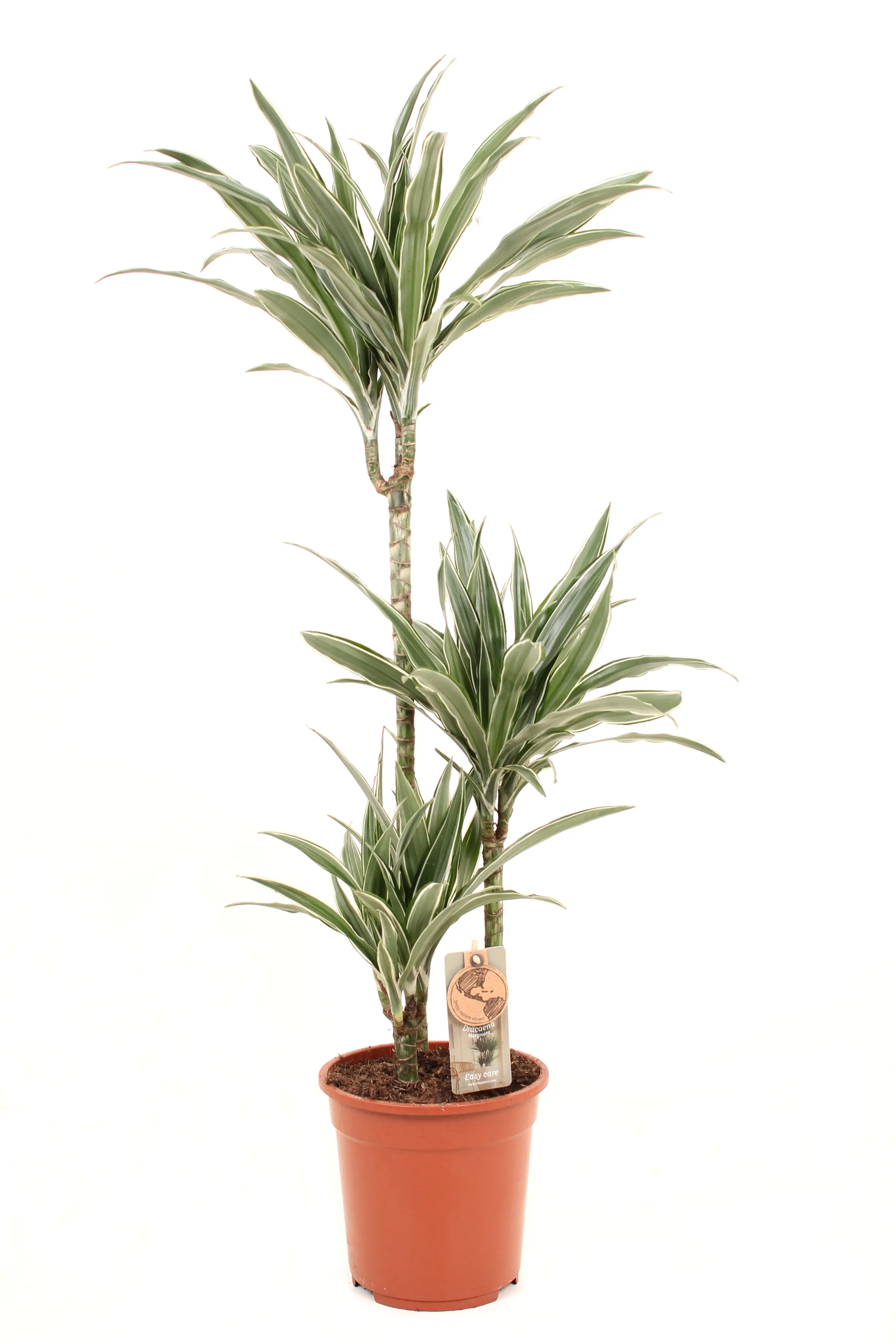 Grünpflanzen im 21 cm Topf, verschiedene Sorten