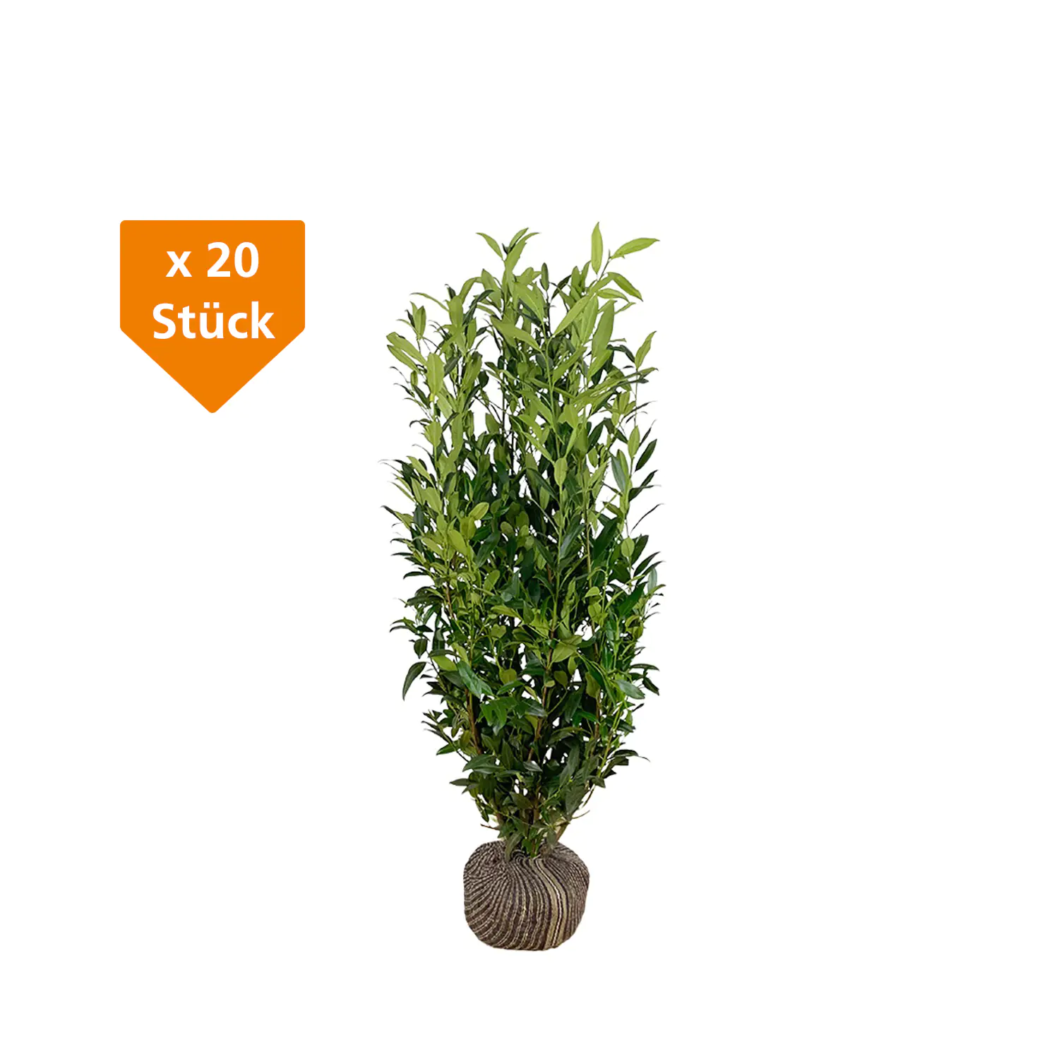 Kirschlorbeer Herbergii Prunus laur. Herbergii H 125 - 150 cm, 20 Stück