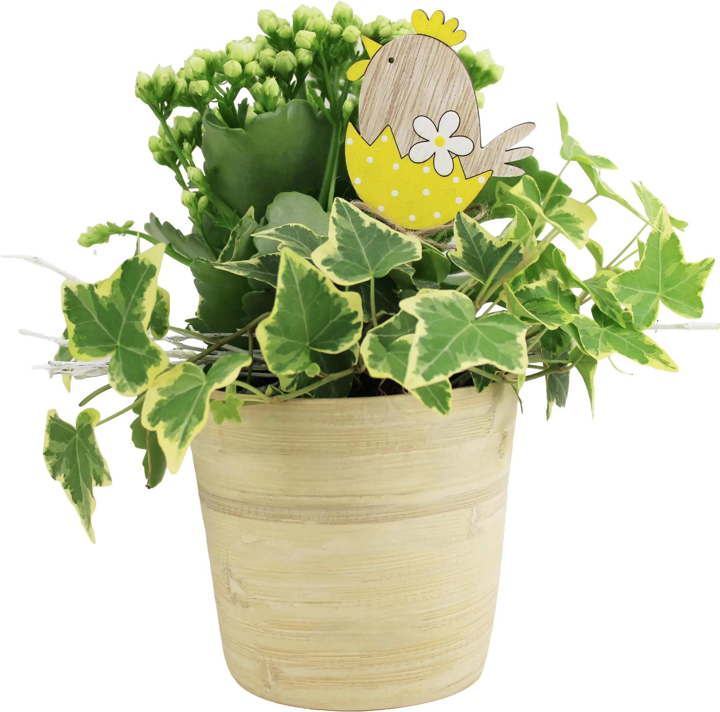 Osterarrangement Calandiva & Hedera im Bambustopf