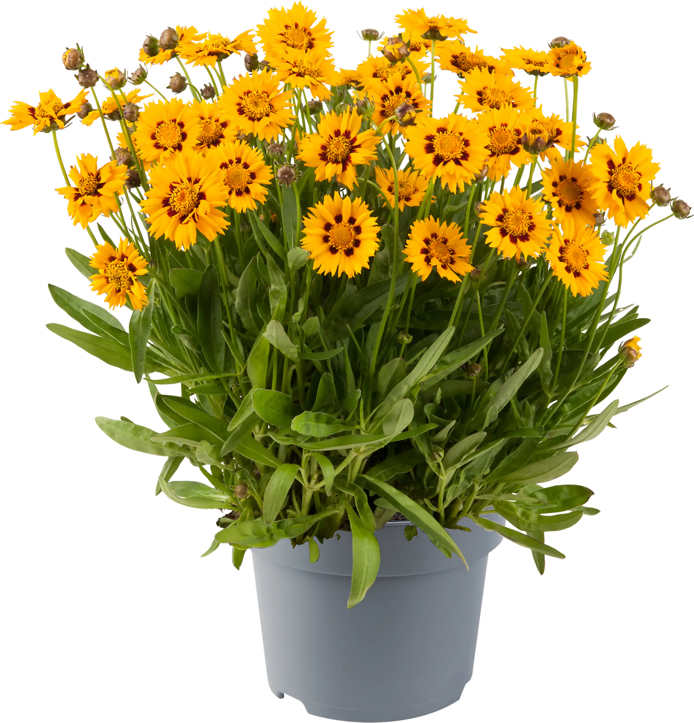 Mädchenauge Coreopsis in Sorten H ca 30 cm Topf 23 cm