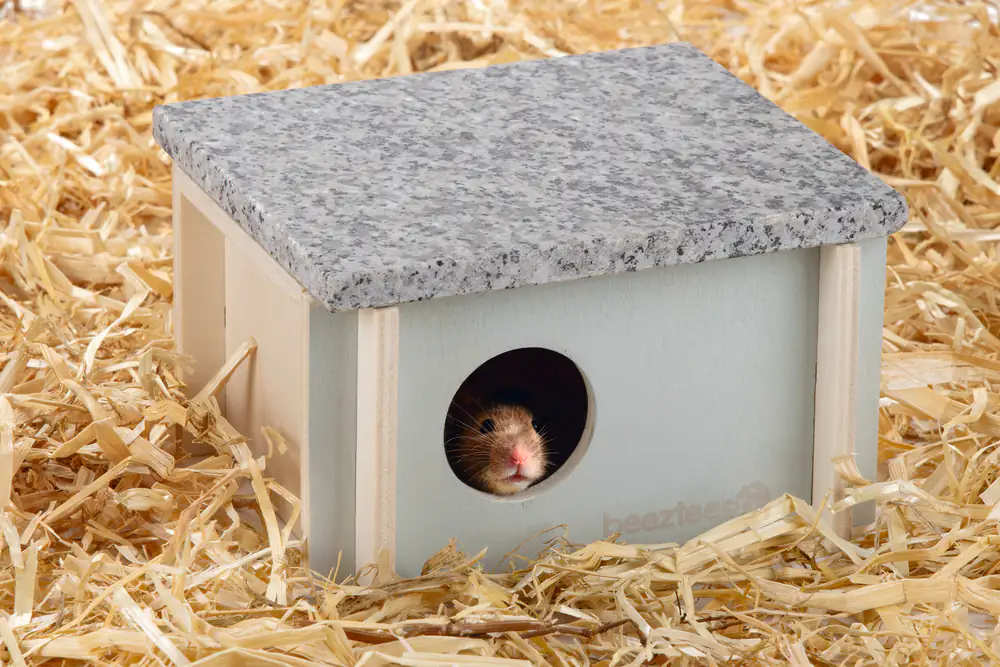 Beeztees Nagerhaus Cico 