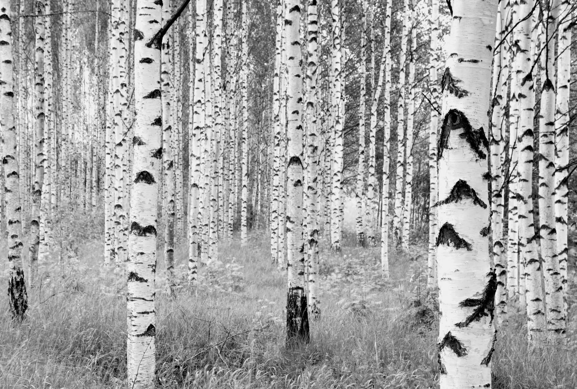 Komar Vlies Fototapete Woods 368 x 248 cm 