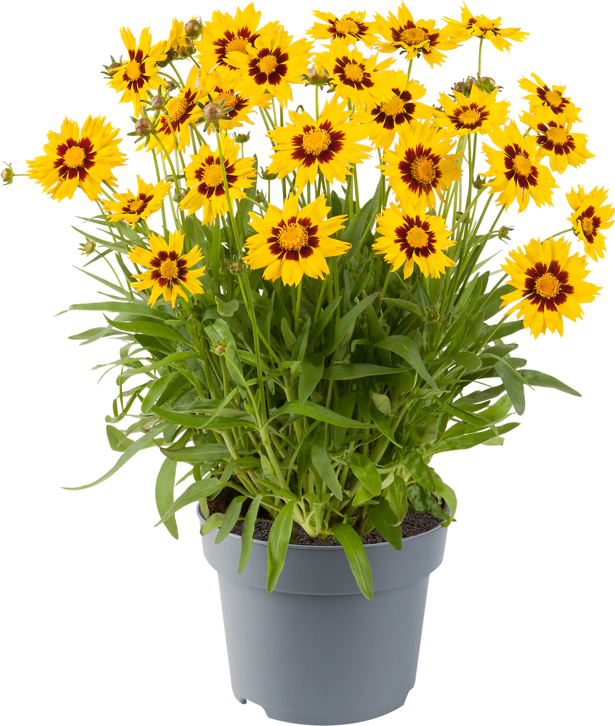 Mädchenauge Coreopsis in Sorten H ca 30 cm Topf 23 cm