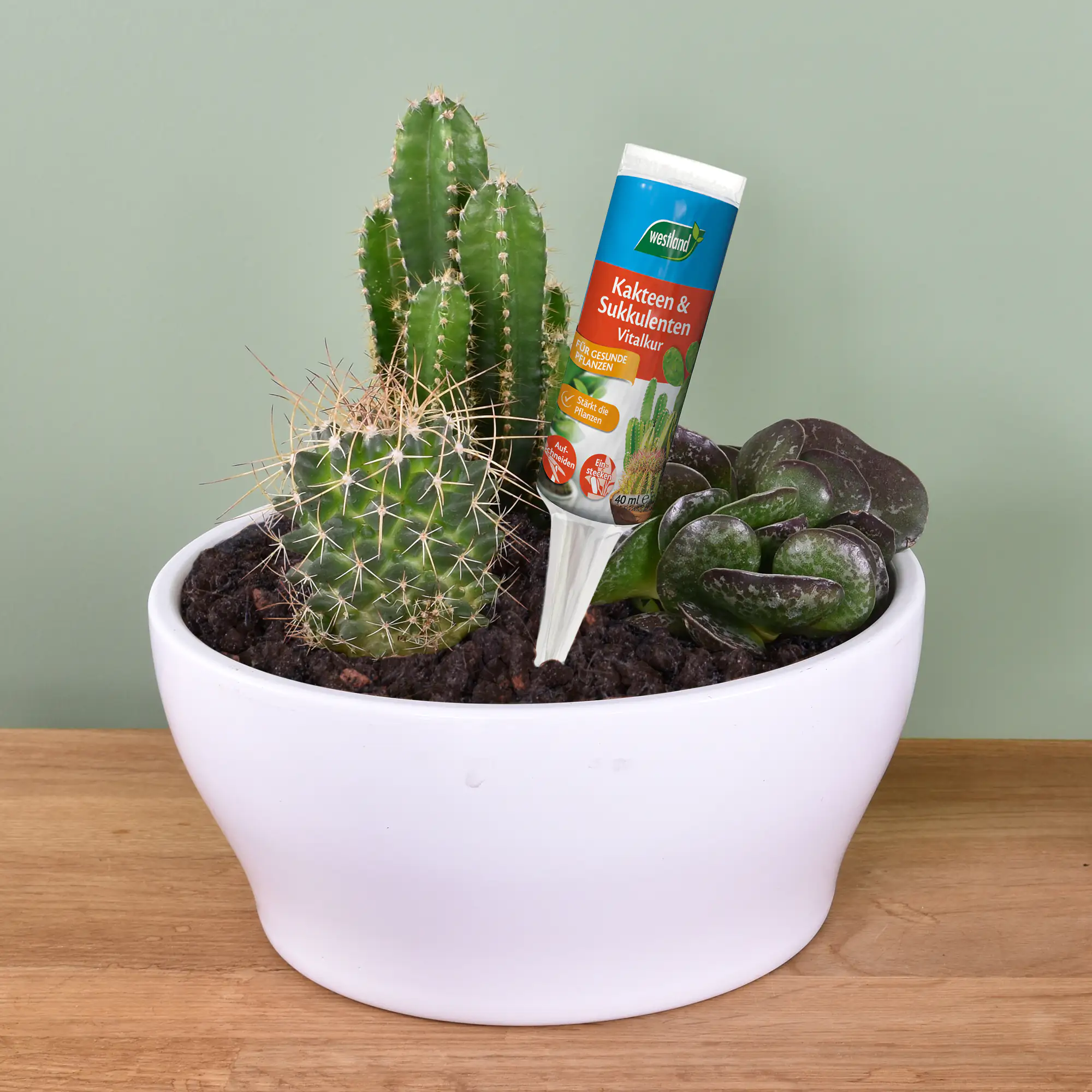 Westland Kakteen- und Sukkulenten Vitalkur 40 ml
