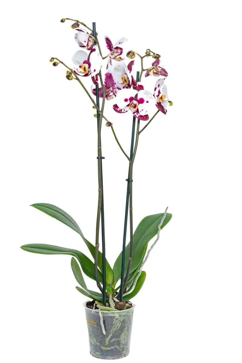 Orchidee Phalaenopsis Polka Dots weiß-rot H ca. 60 cm 12 cm Topf