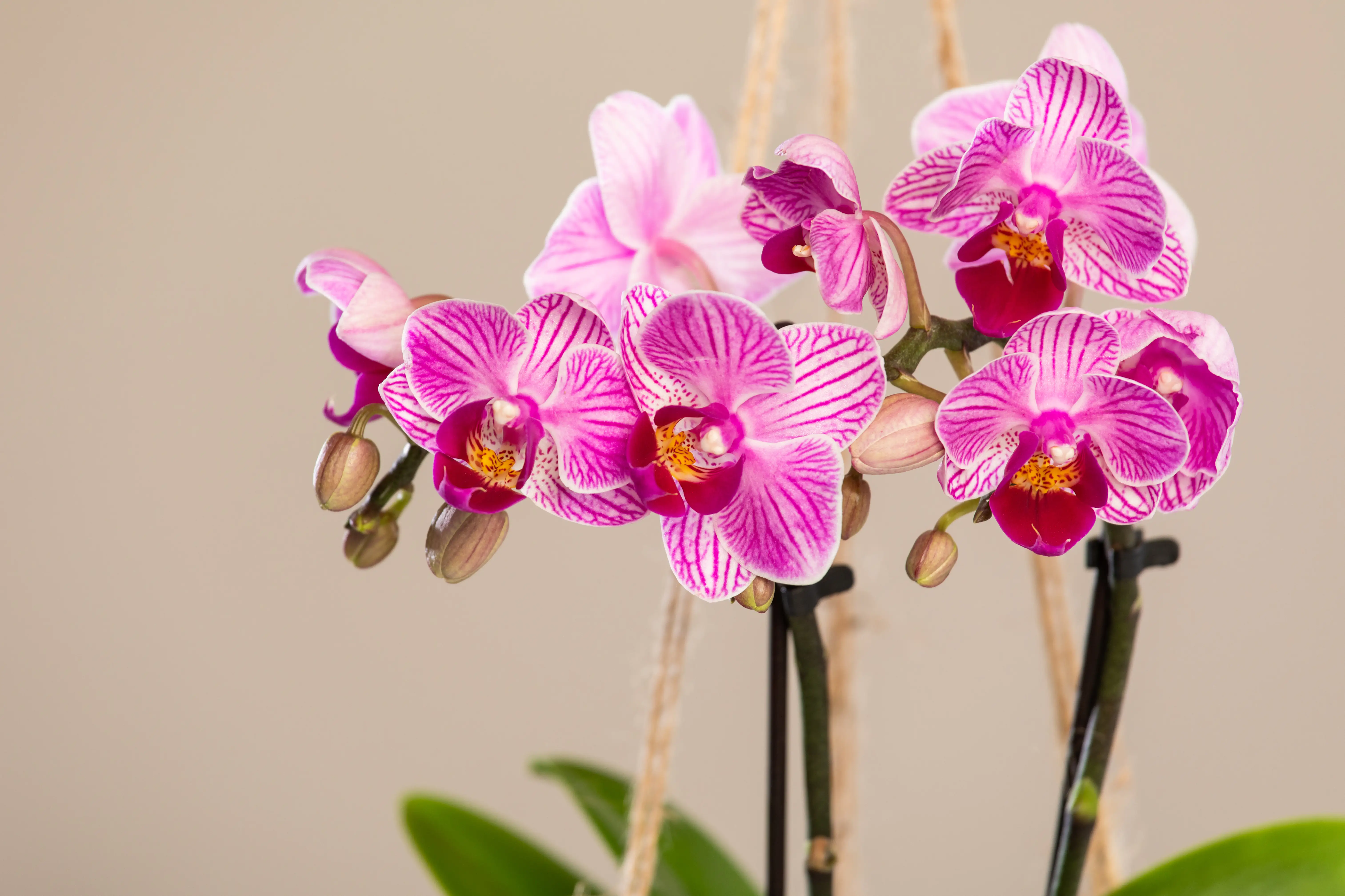 Kokodama Rosa Orchidee Phalaenopsis 2 Trieber H ca. 30 cm 12 cm Topf 