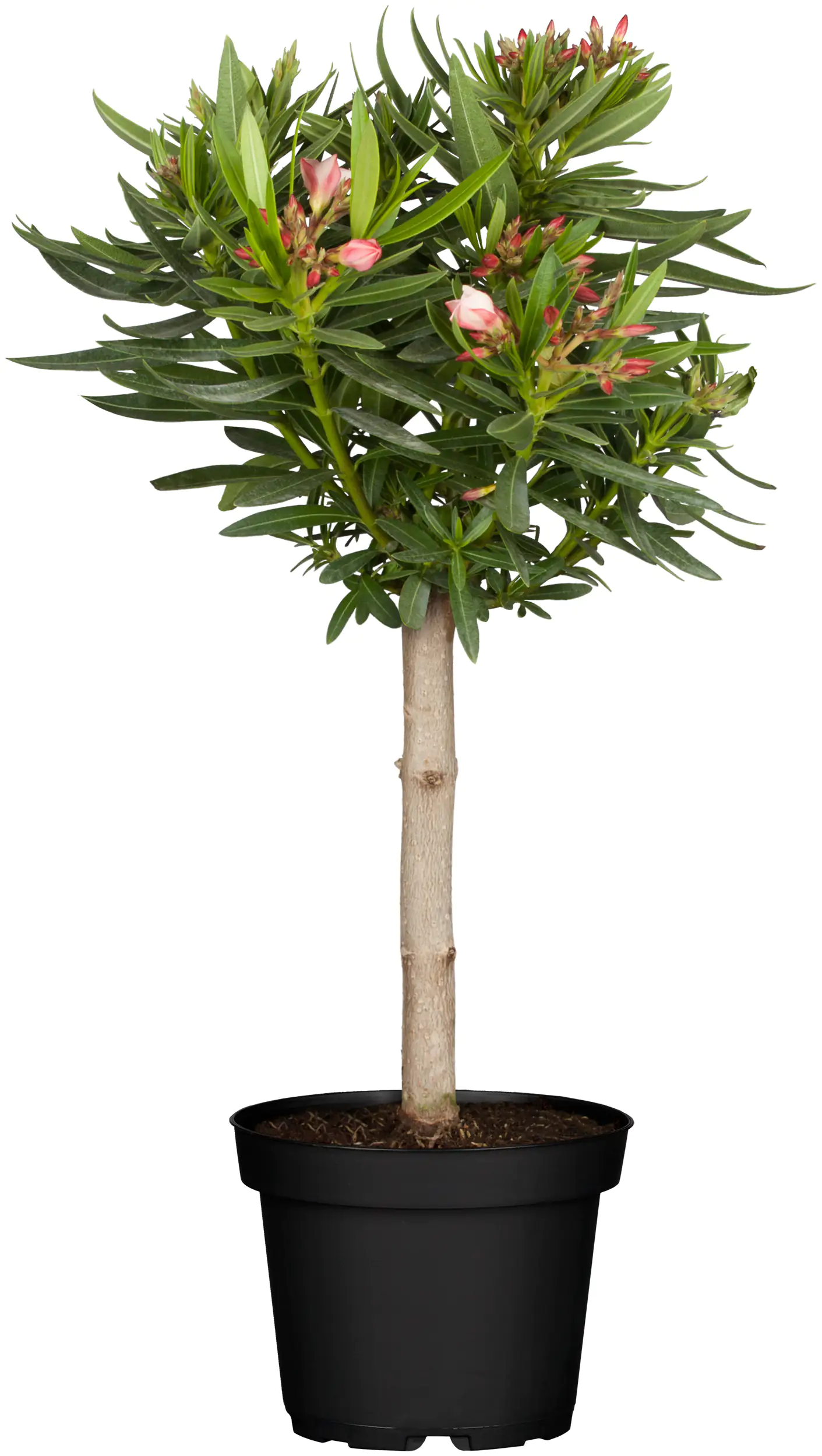 Oleander Stamm Nerium Oleander H ca 65 cm 19 cm Topf