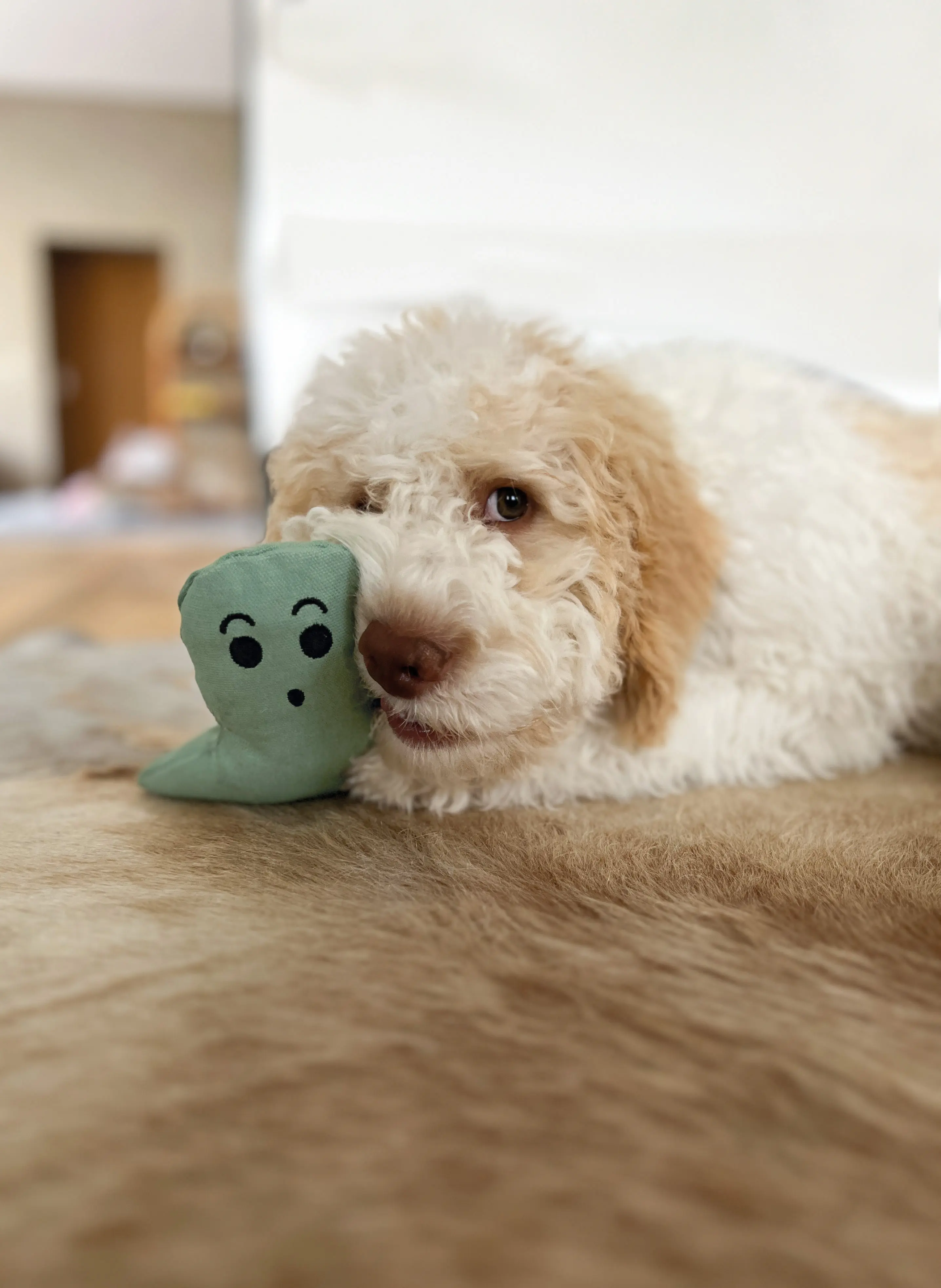 Aumüller Hundespielzeug Geist 16 cm grün