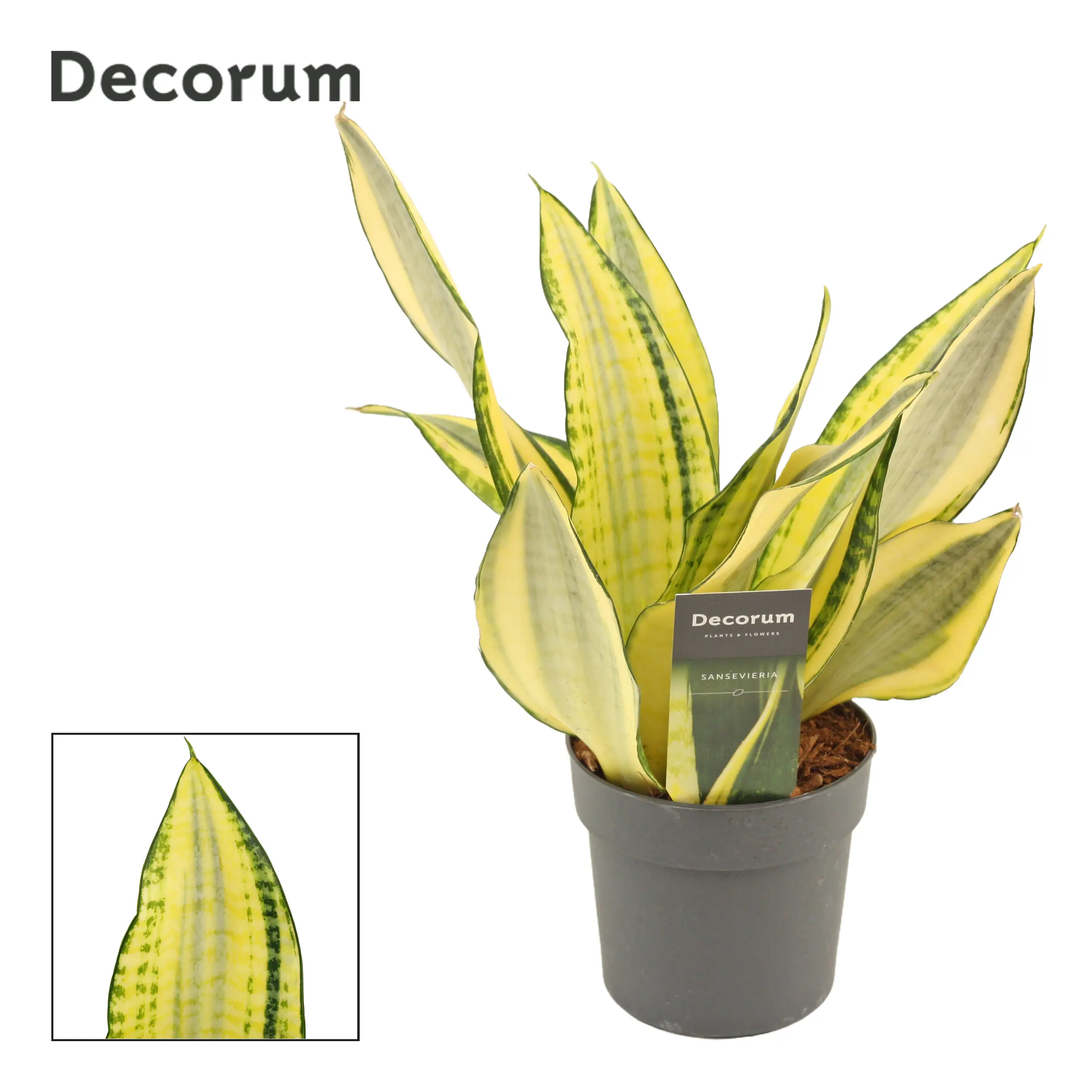 Sondersorten Sansevieria Bogenhanf im 12 cm Topf Sondersorten Sansevieria Bogenhanf im 12 cm Topf