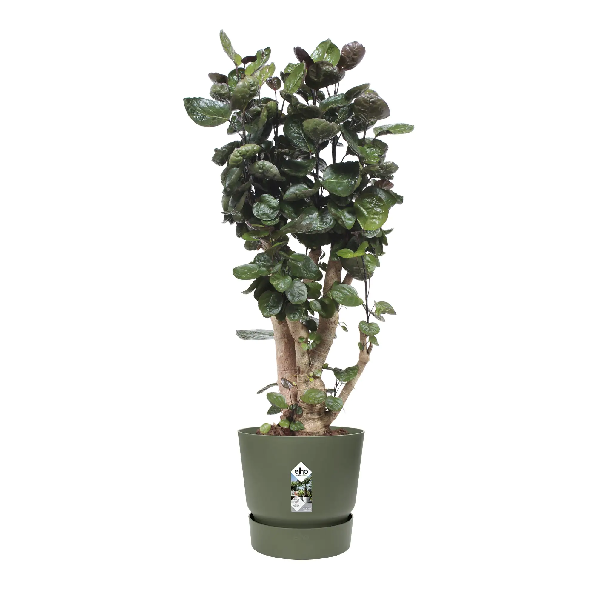 Elho Pflanztopf Greenville Ø 40 x 37 cm laubgrün Elho Pflanztopf Greenville Ø 40 x 37 cm laubgrün