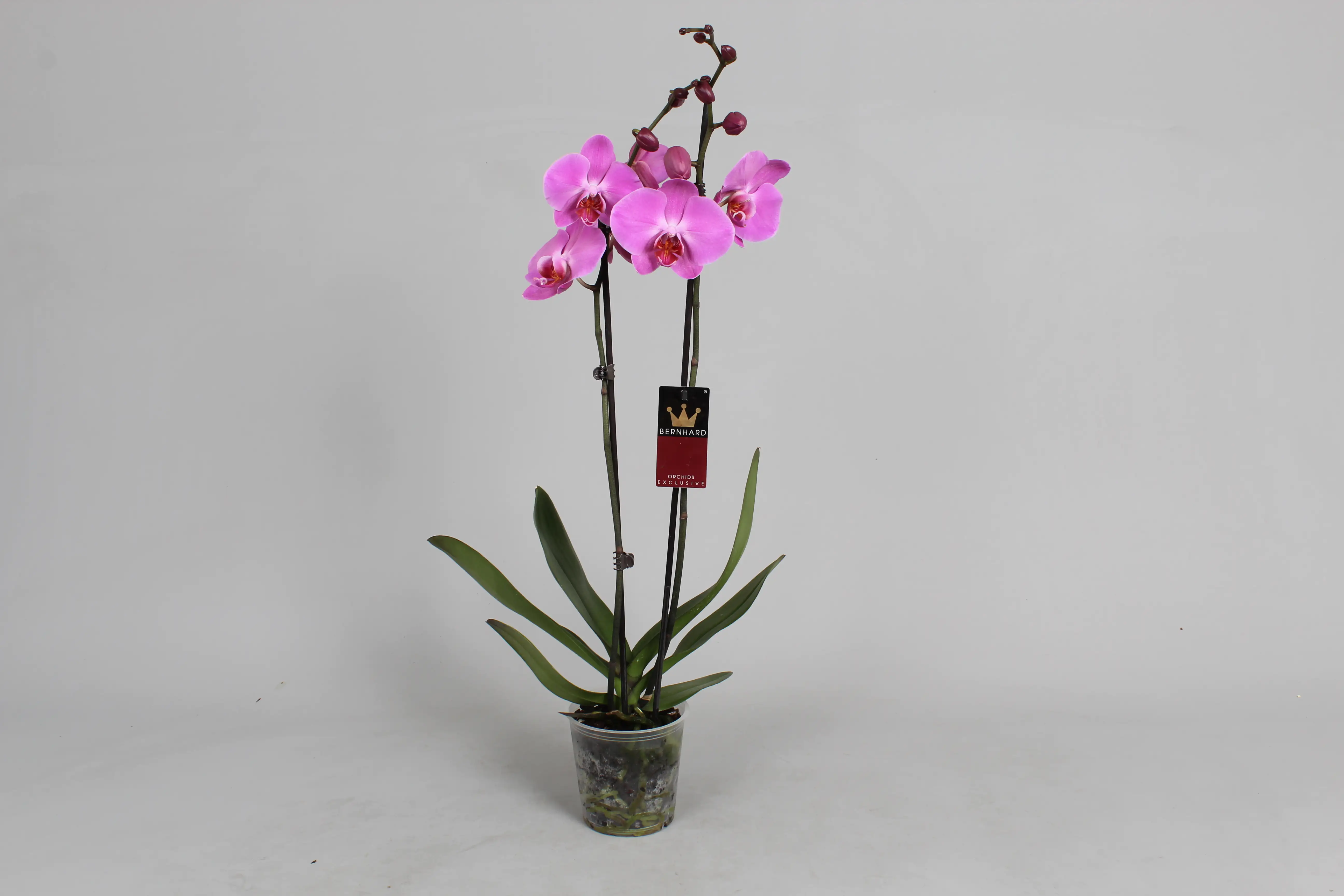 Orchidee Phalaenopsis 2-Trieber H 60 - 70 cm  12 cm Topf