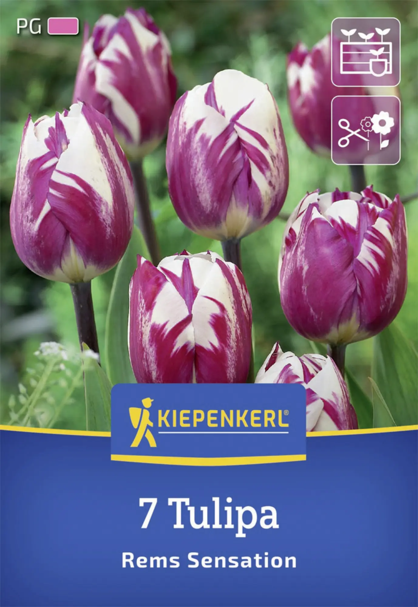 Kiepenkerl Herbstblumenzwiebel Triumph-Tulpe Rems Sensation 7 Stück