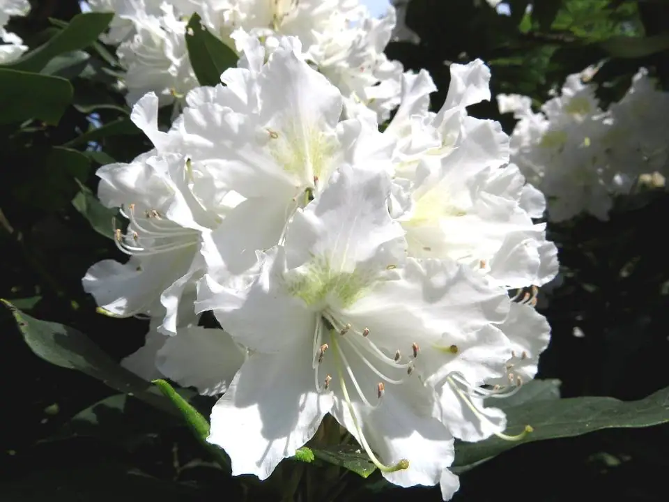 Rhododendron Cunningham's White 5 l Container
