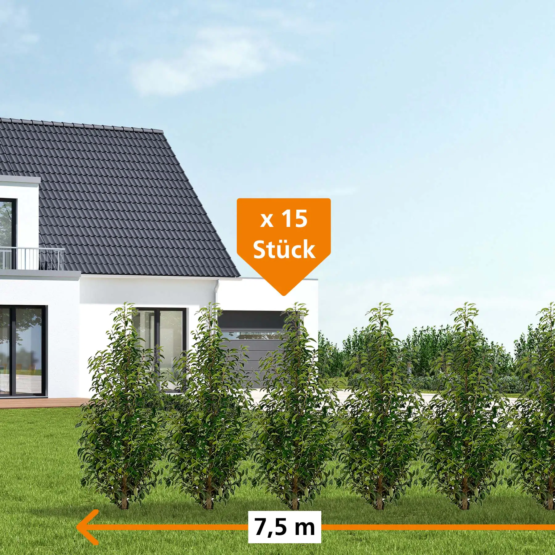 Portugiesische Kirschlorbeer Prunus ang. Lusitanica H 160 - 180 cm, 15 Stück
