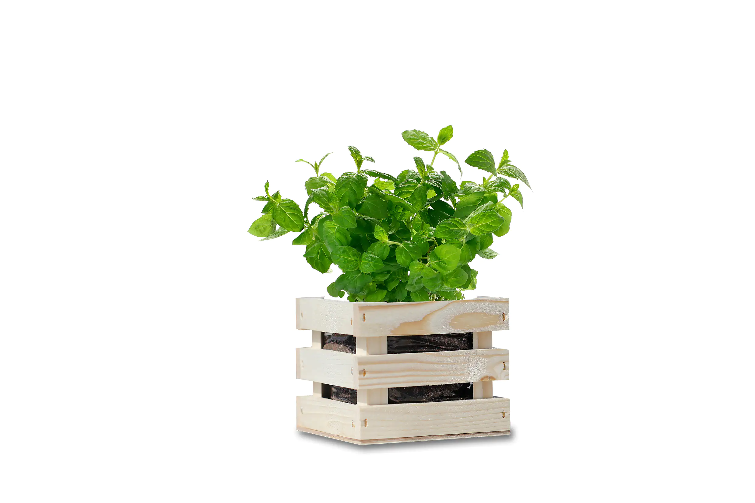 Baza Seeds Garden Box Bio Minze Baza Seeds Garden Box Bio Minze