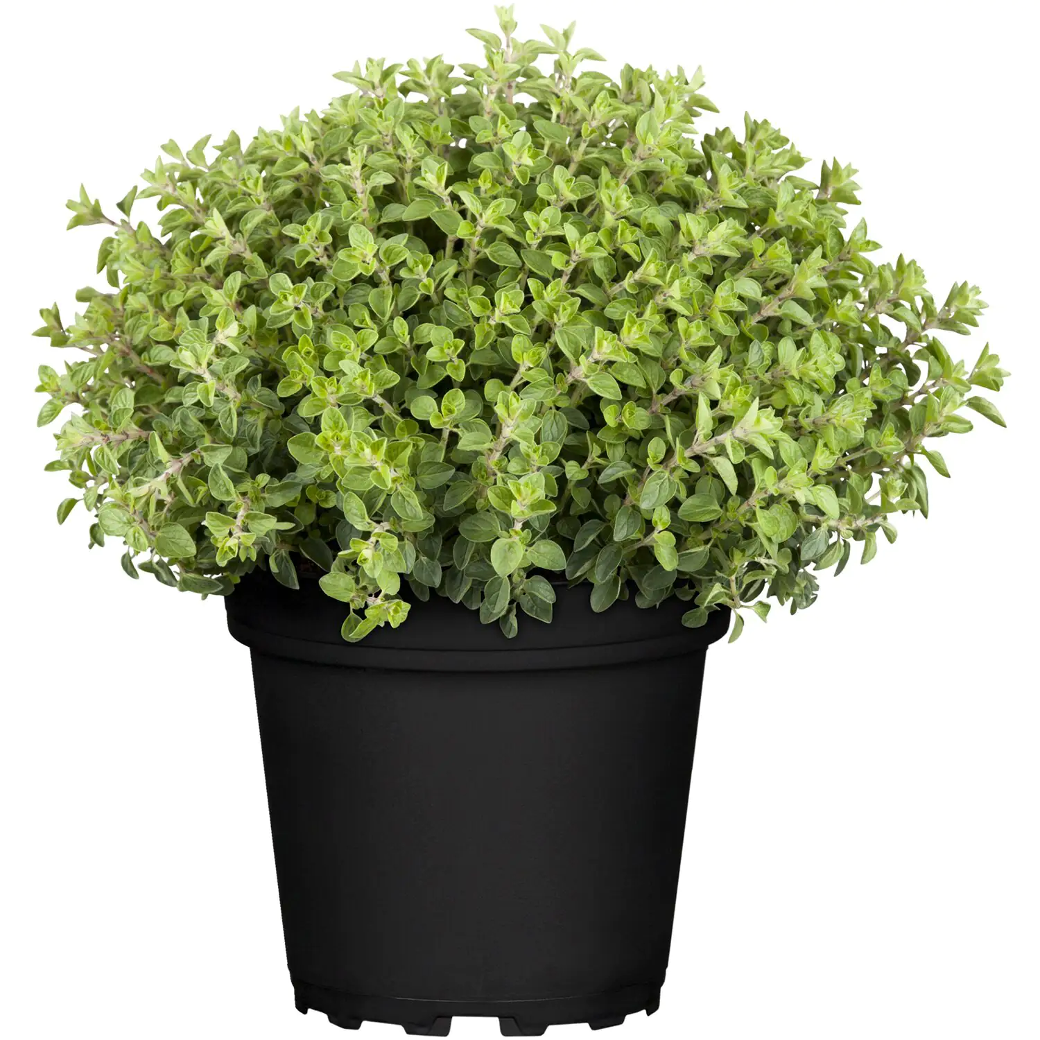 Oregano Origanum Vulgare H 25 cm 14 cm Topf Oregano Origanum Vulgare H 25 cm 14 cm Topf