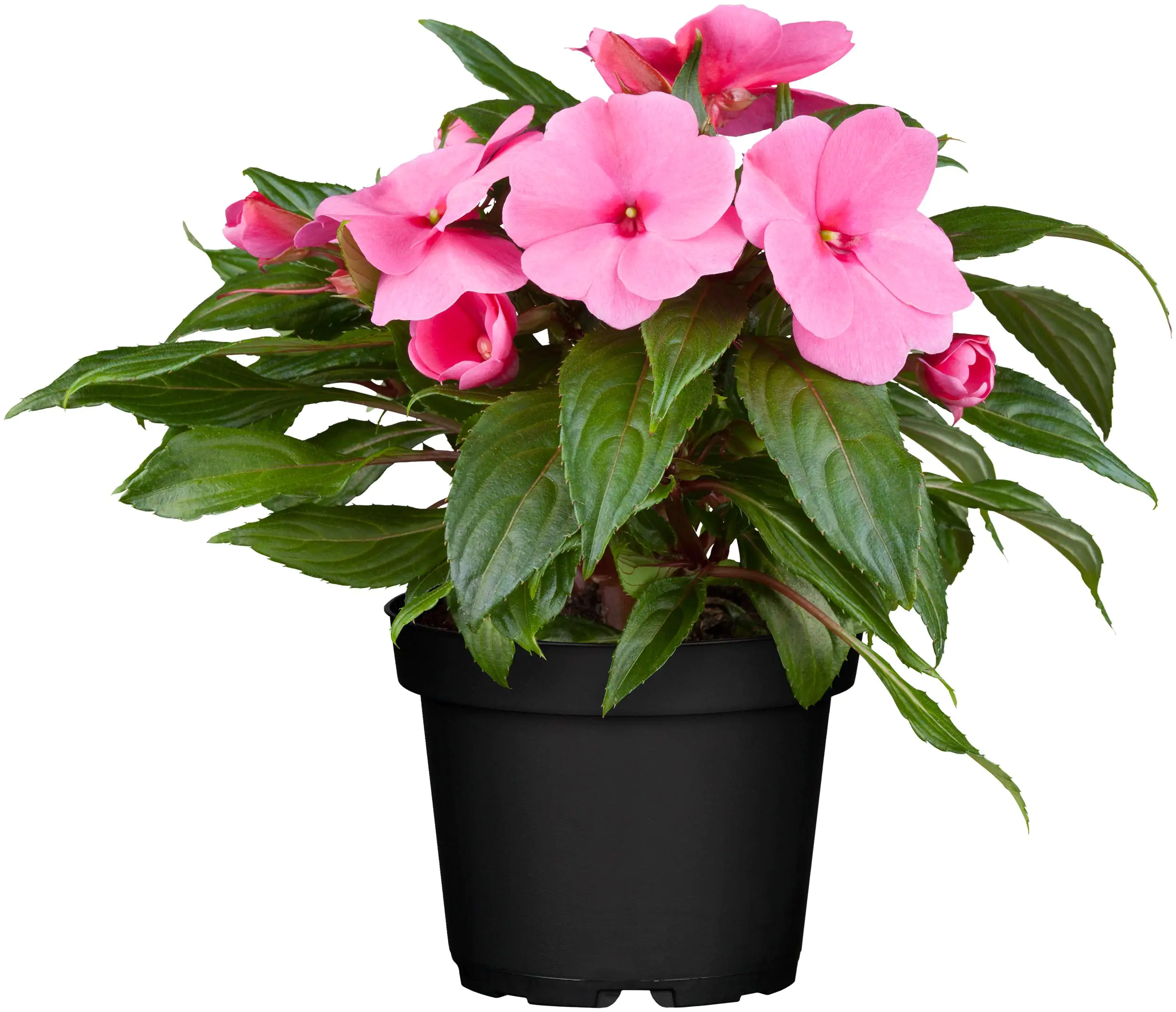 Edellieschen Impatiens Neu-Guinea H 22,5 cm 12 cm Topf