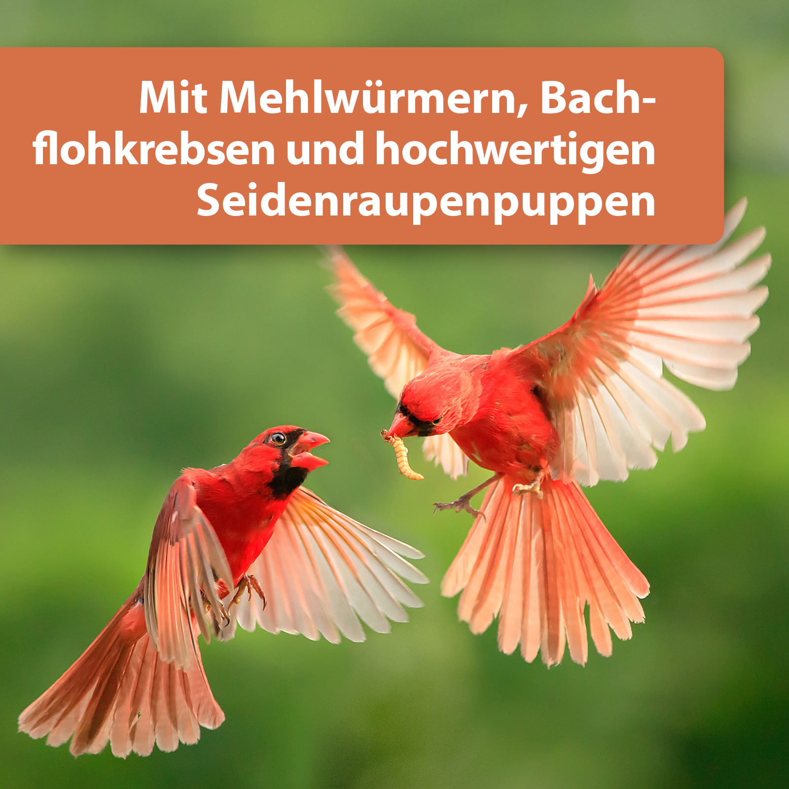 Quiko Hobbyfarming Protein Mix für Hühner und Geflügel 200 g