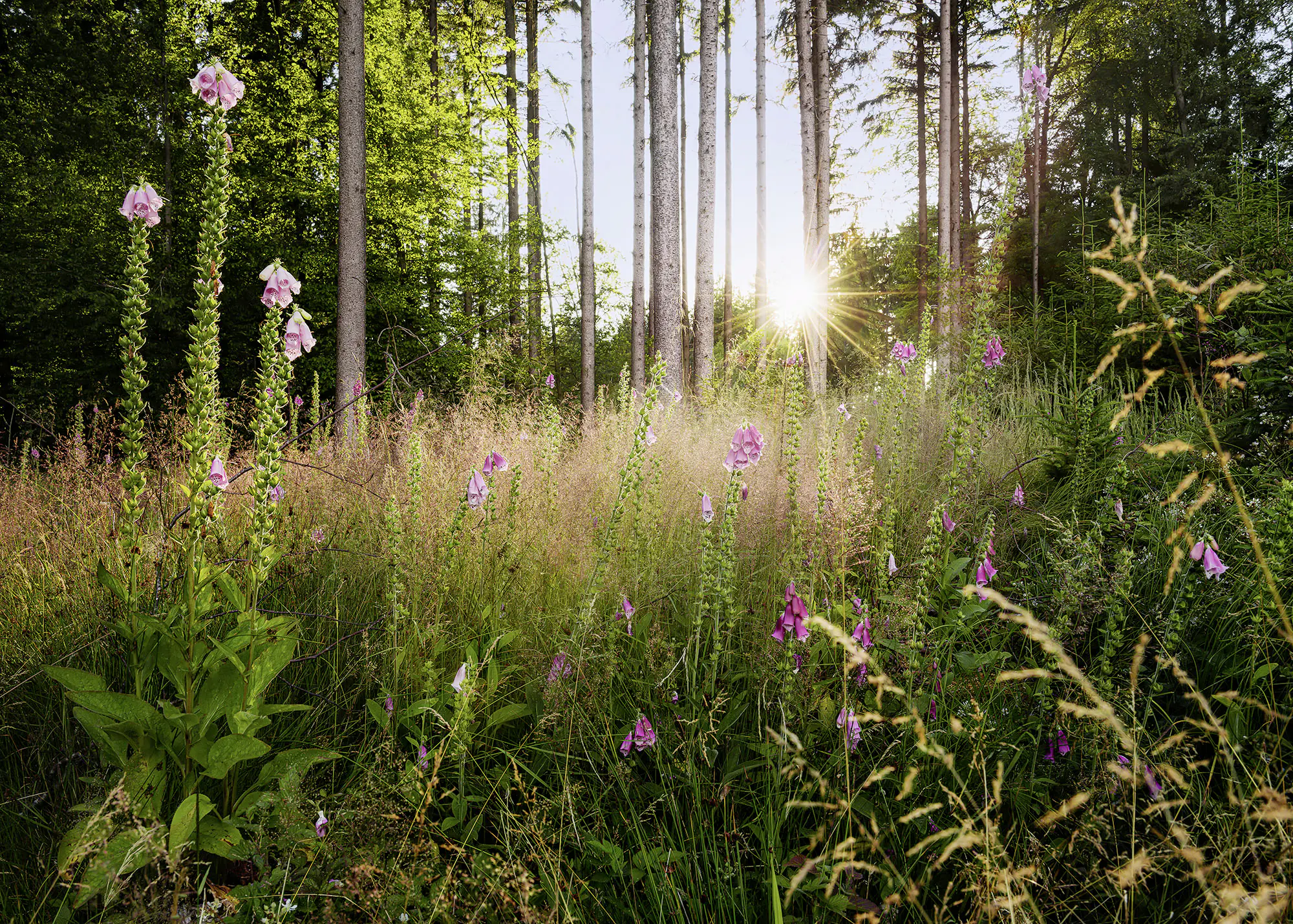 Komar Vlies Fototapete Summer 350 x 250 cm 