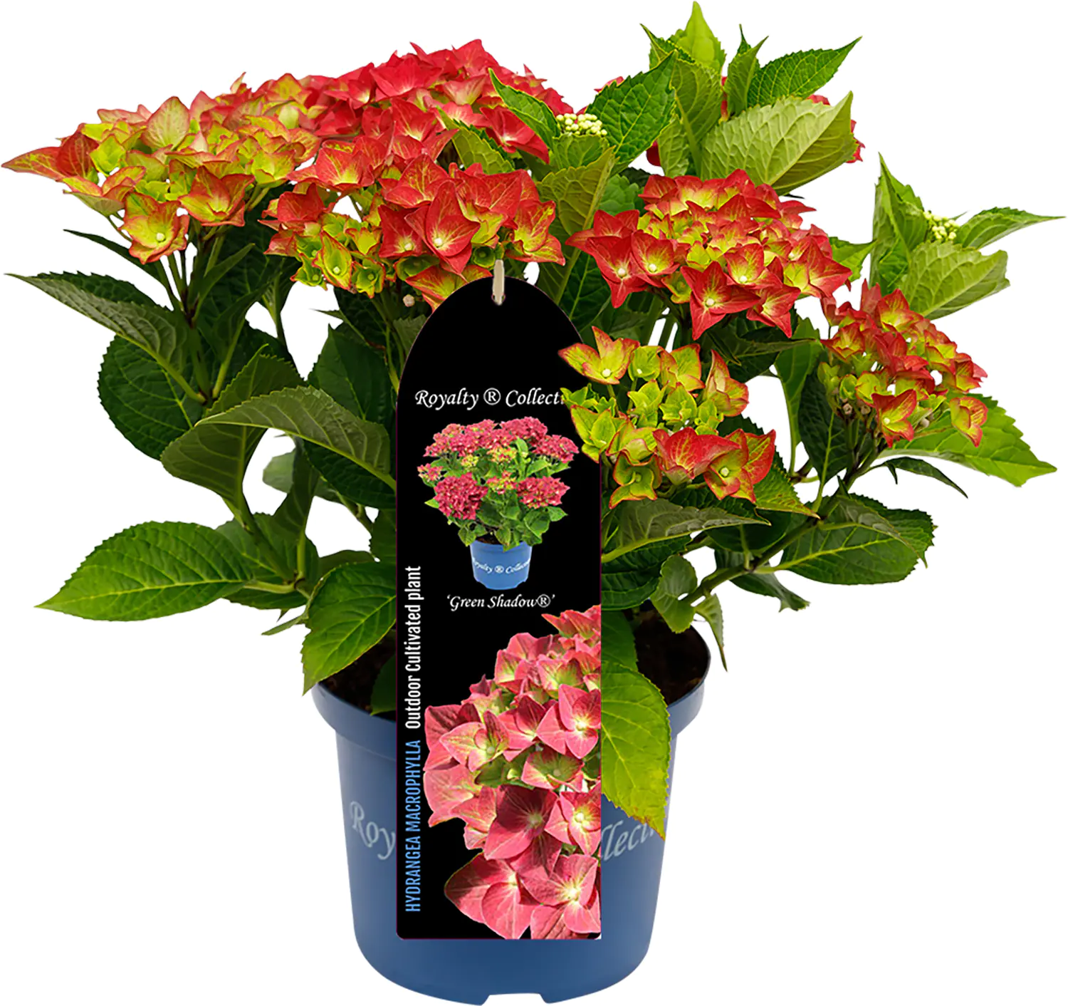 Bauernhortensie Royalty Collection Hydrangea mac H 30-40 cm 3L Container Bauernhortensie Royalty Collection Hydrangea mac H 30-40 cm 3L Container