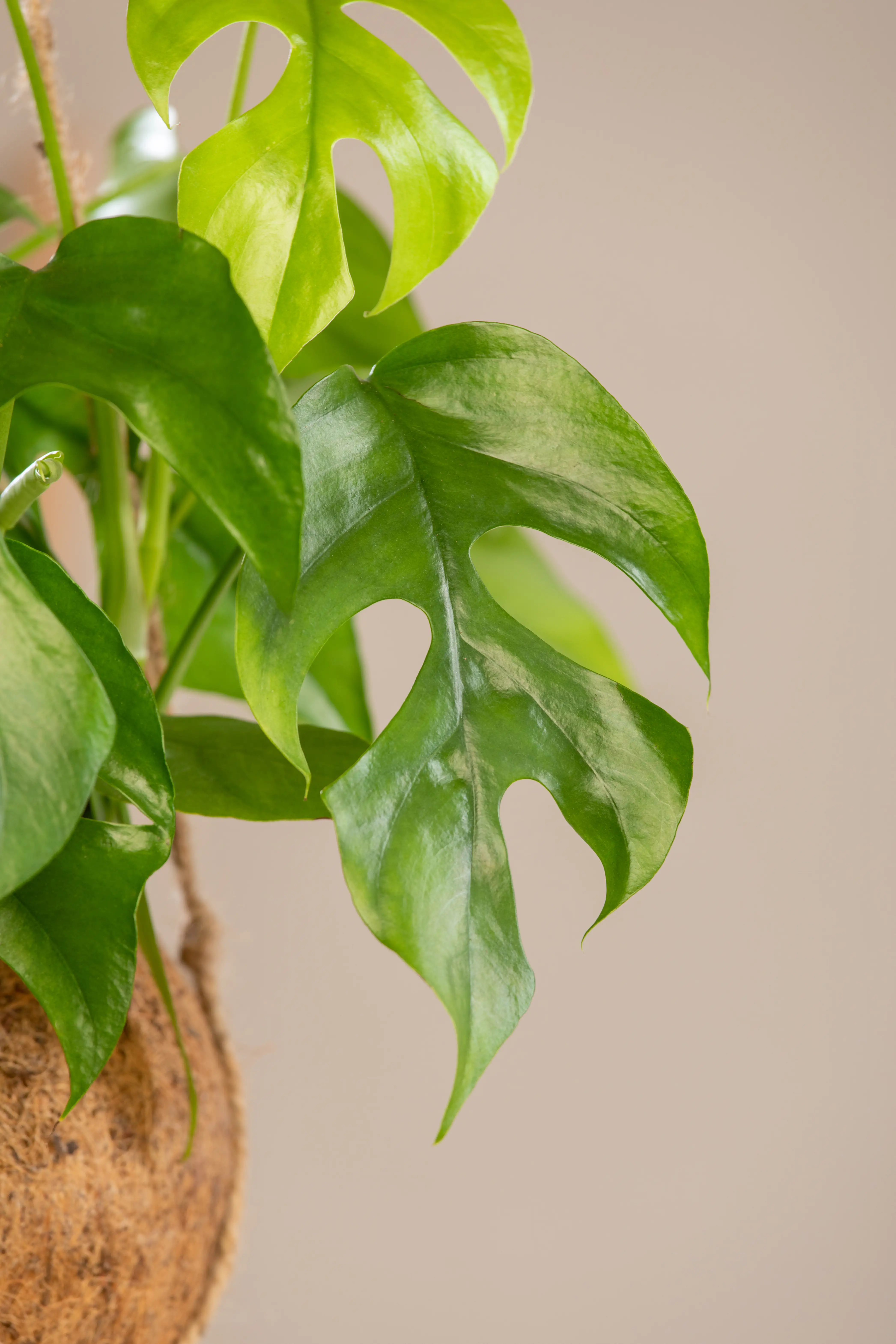 8717432161743_2 Kokodama Ampel Fensterblatt Monstera Minima H ca. 30 cm 17 cm Topf