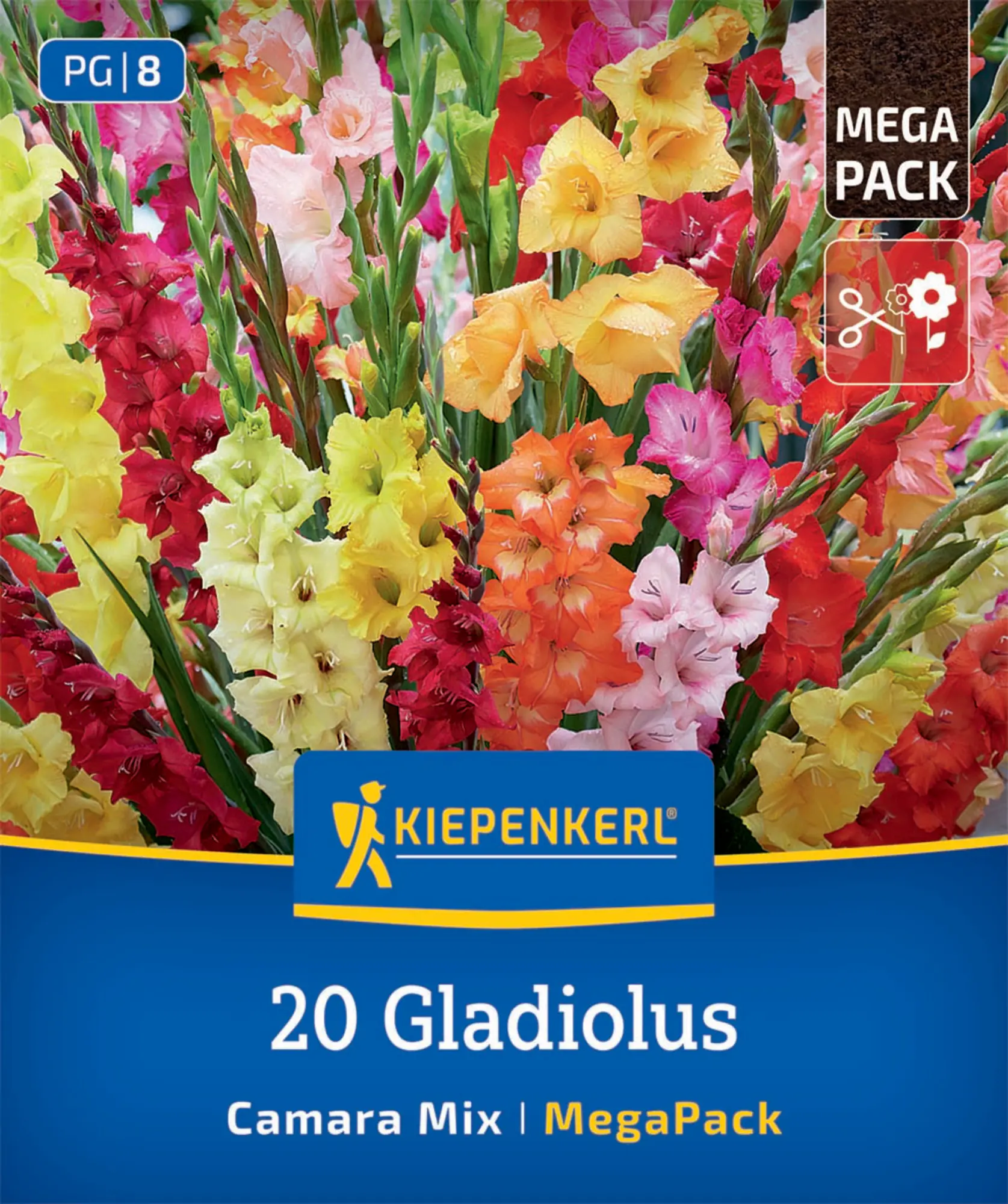 Kiepenkerl Mega-Pack Frühjahrsblumenzwiebel Gladiolen Camara Mischung 20 Stück