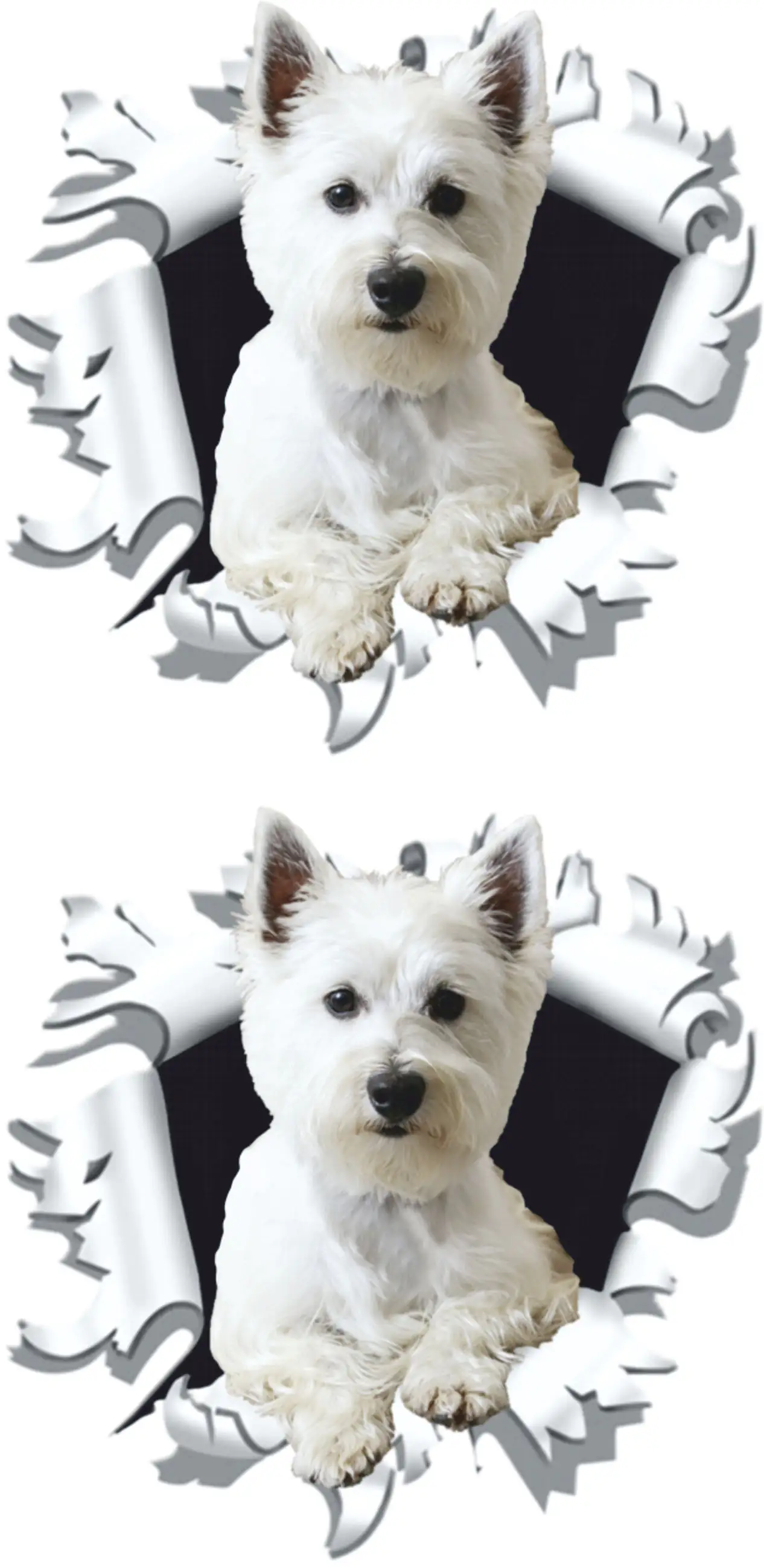 Hermann Schütz Aufkleber West Highland White Terrier 2er-Set