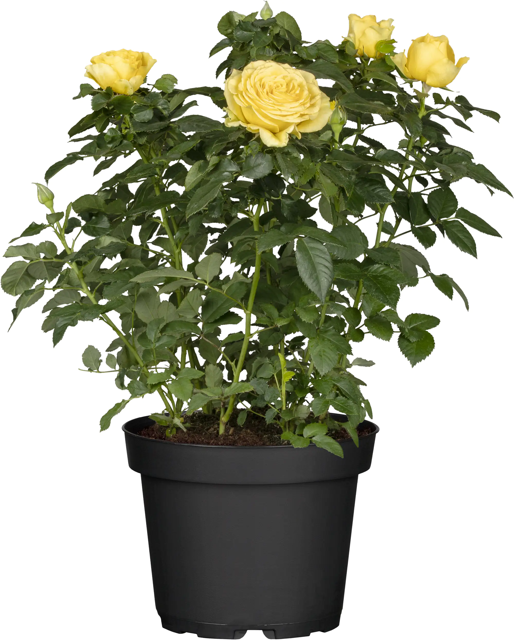 Topfrose verschiedene Farben 13 cm Topf