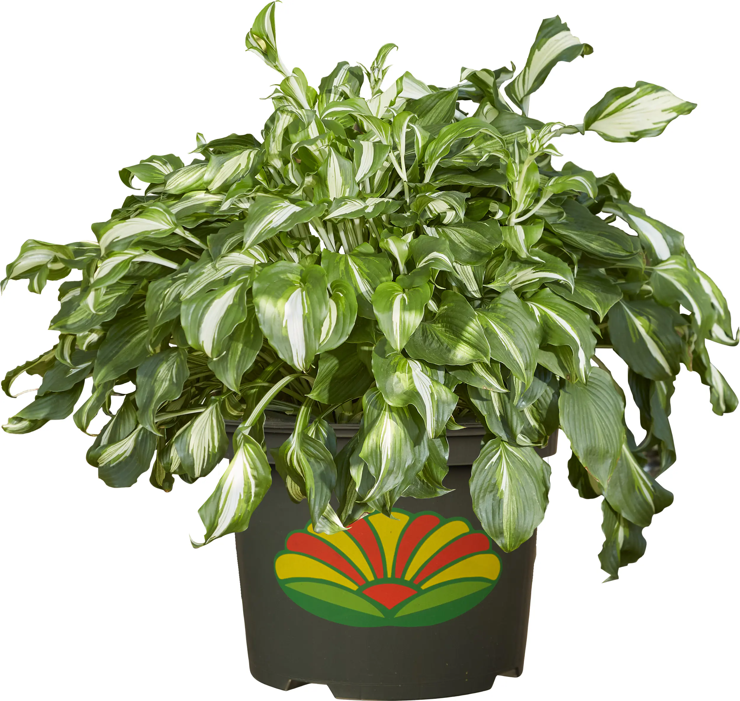 Hosta in Sorten Funkien in Sorten 30 cm 5 L Container Hosta in Sorten Funkien in Sorten 30 cm 5 L Container