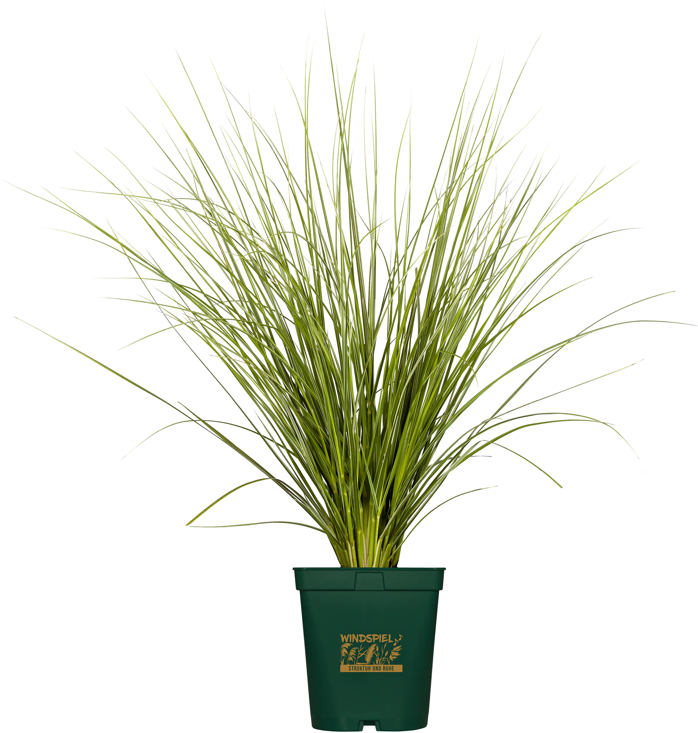 Pampasgras Cortaderia selloana Pumila H 80-120 cm 5 Liter Container